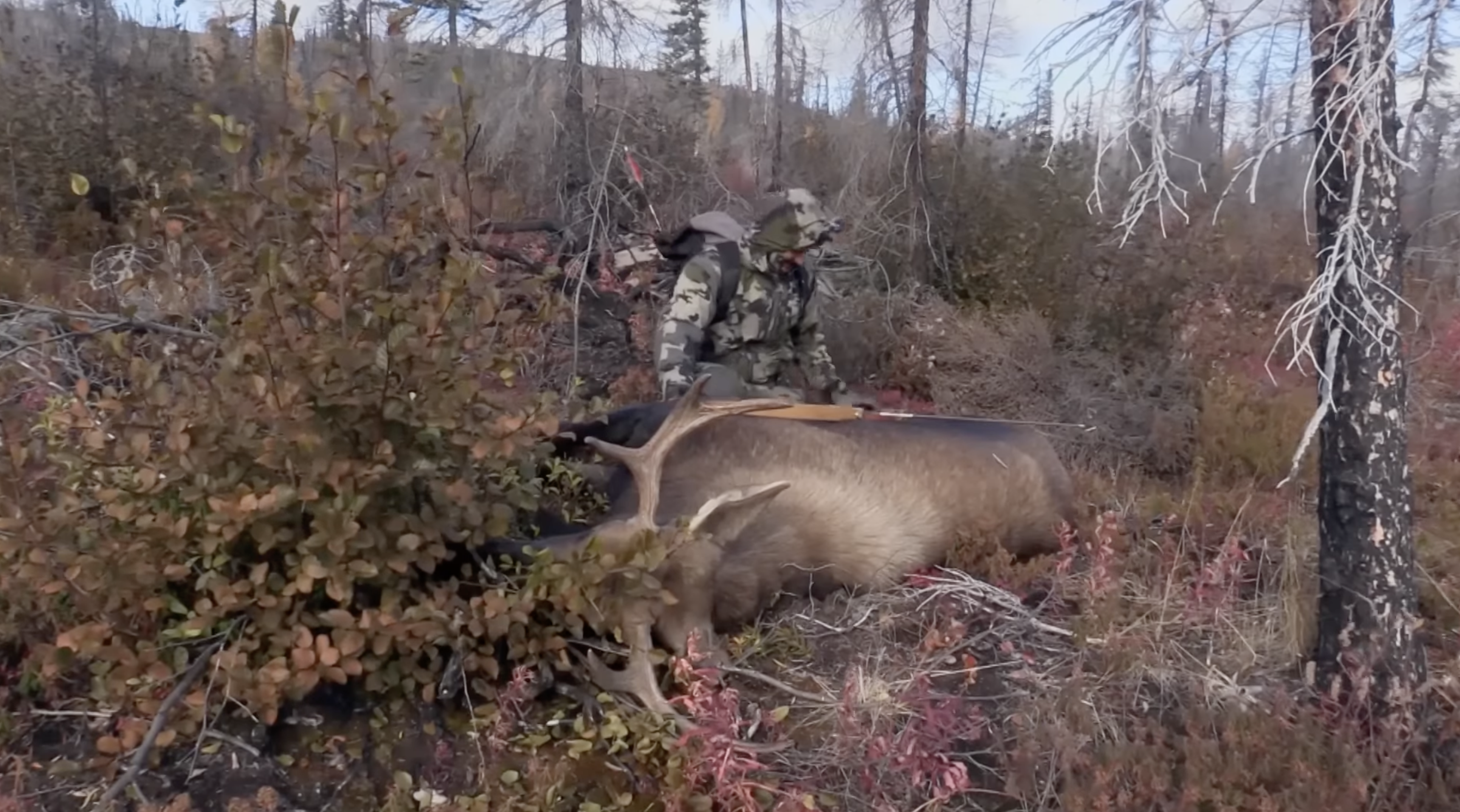 Alone TV Show moose kill