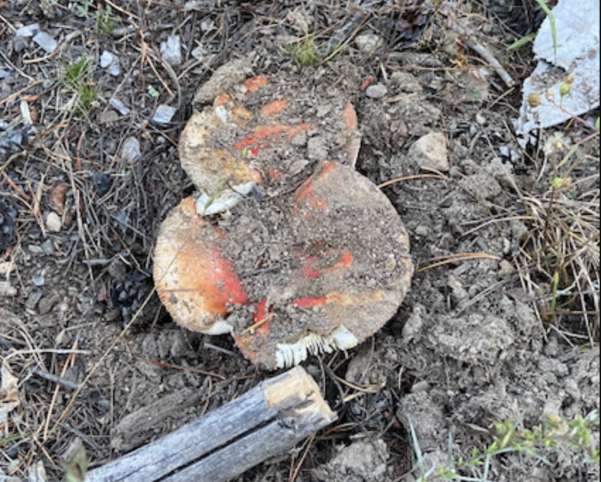 Amanita mascara mushroom