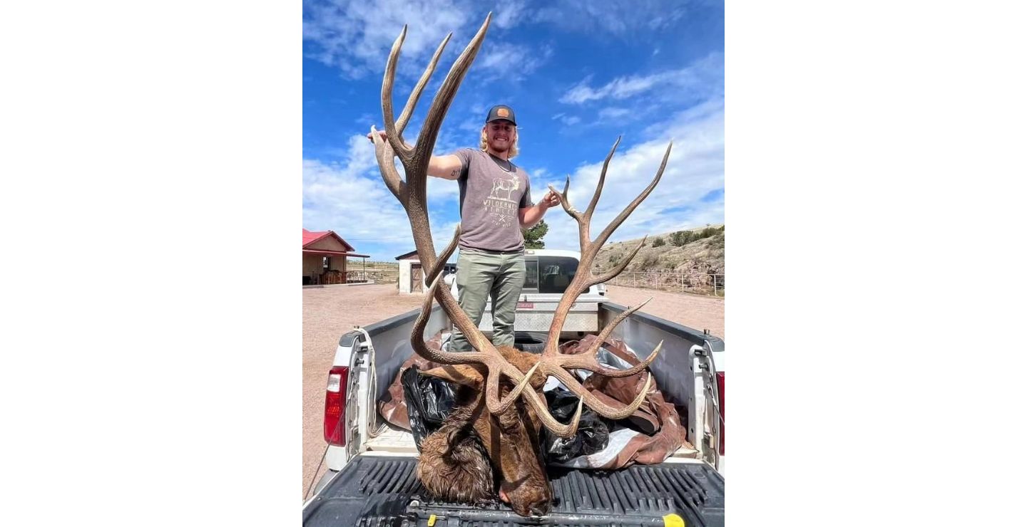 New Mexico bull elk.
