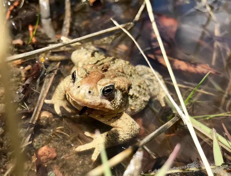 wyoming toad