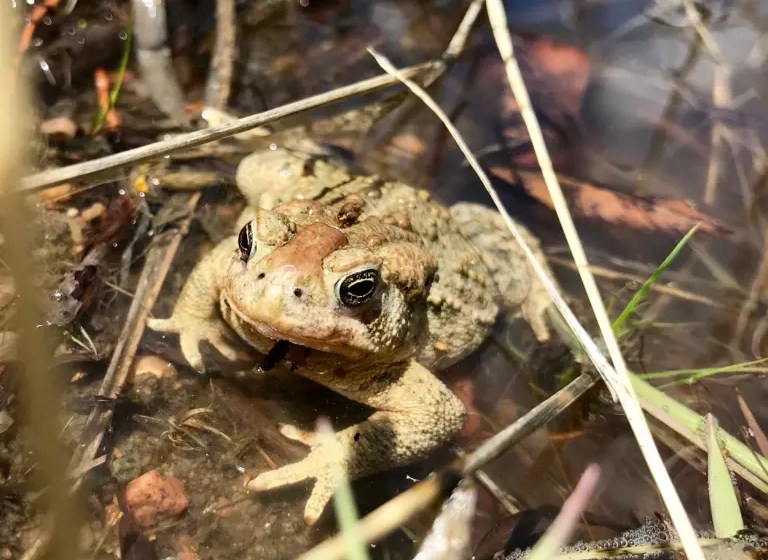 wyoming toad