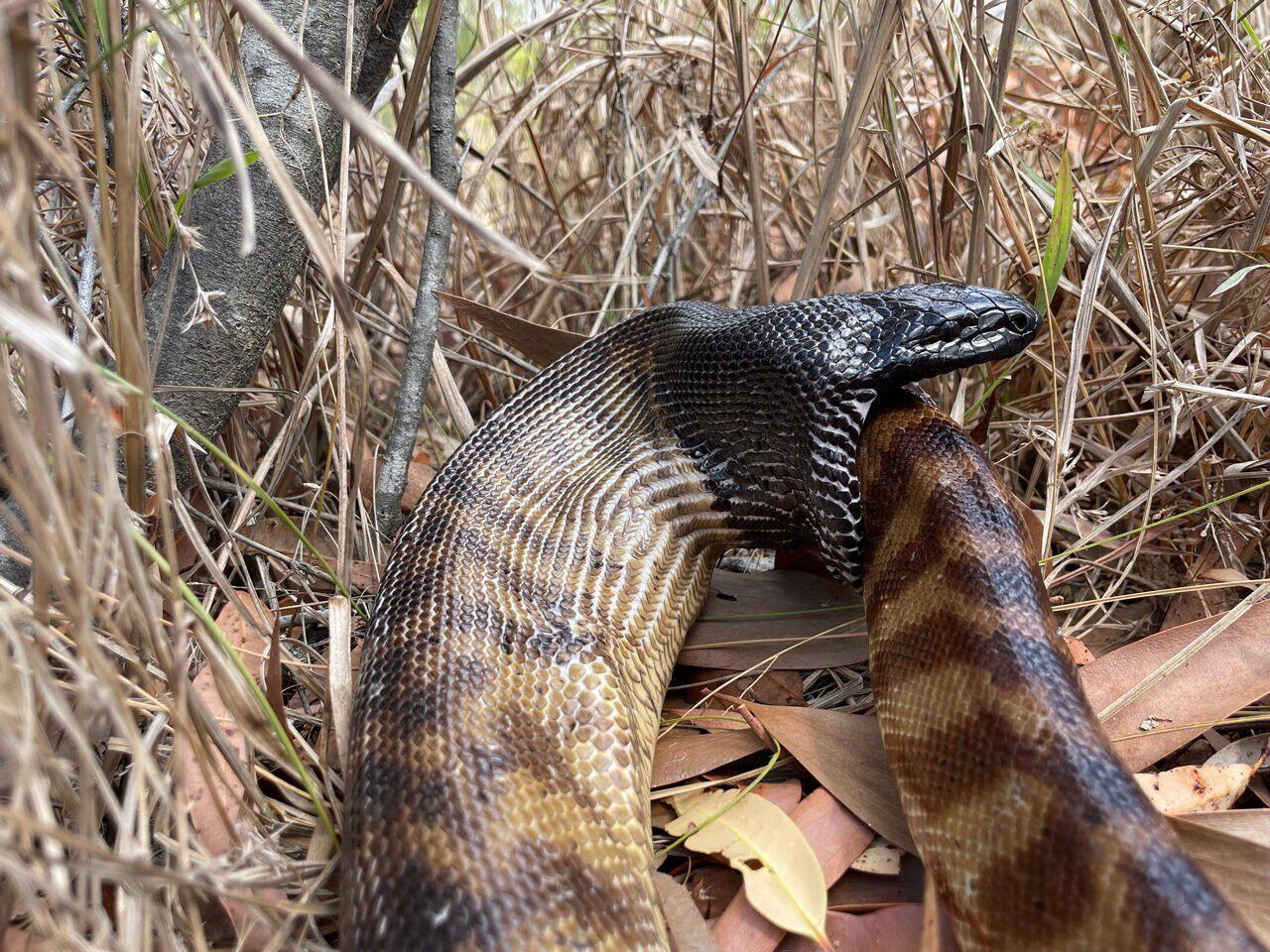 the head of a black-headed python consuming the tail-end of another black-headed python