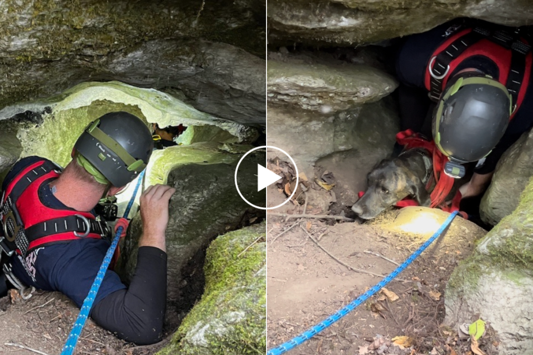 firefighters rescue a dog in a cave.