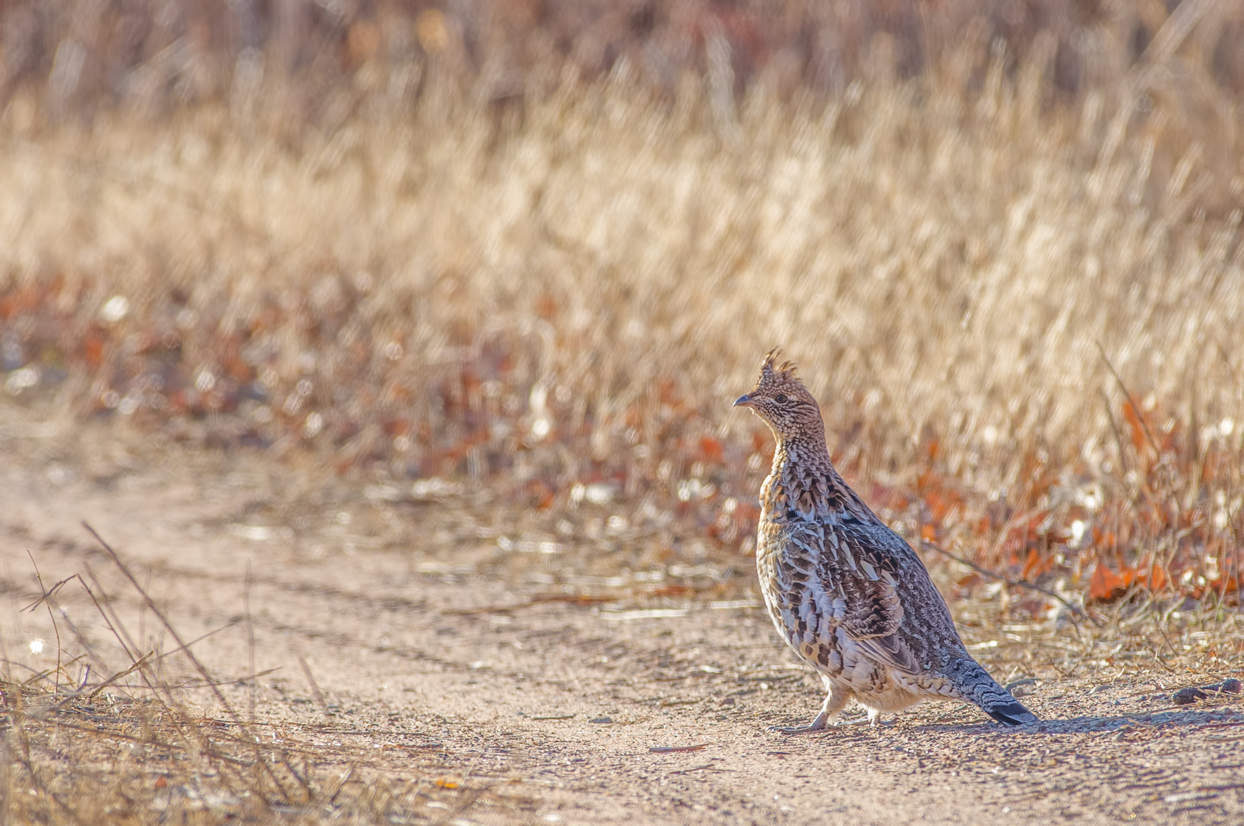 A ruffed grouse, abundant in Minnesota.