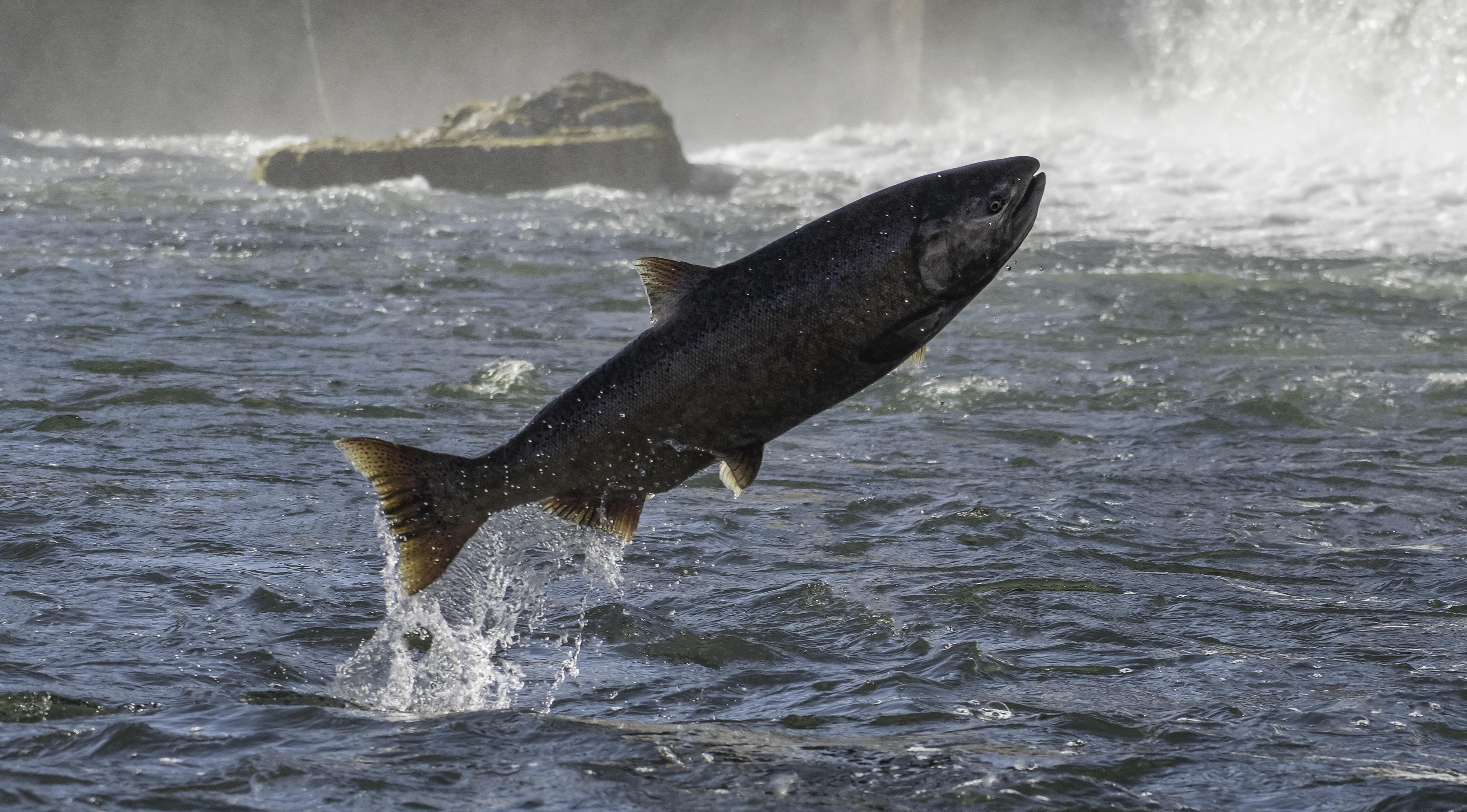 California chinook salmon