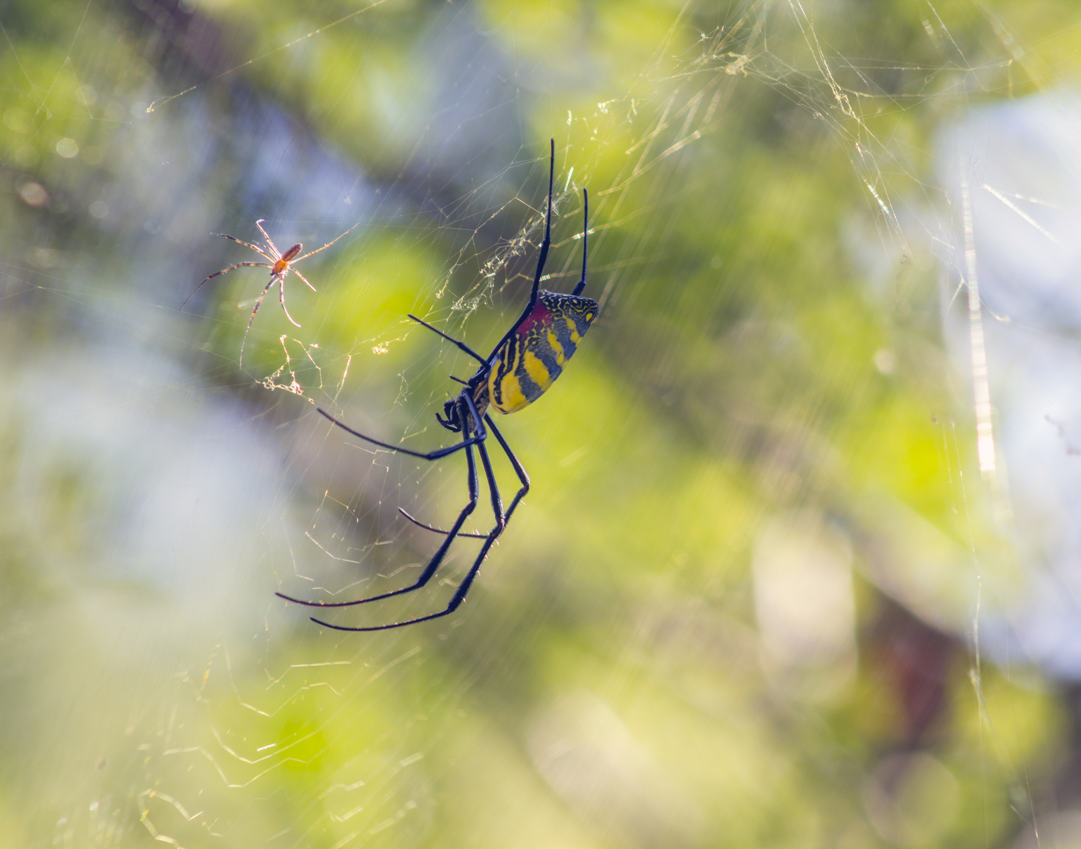 Close-up of side view of a large colorful female Joro spider as a small, dull male Joro spider gingerly approaches her.