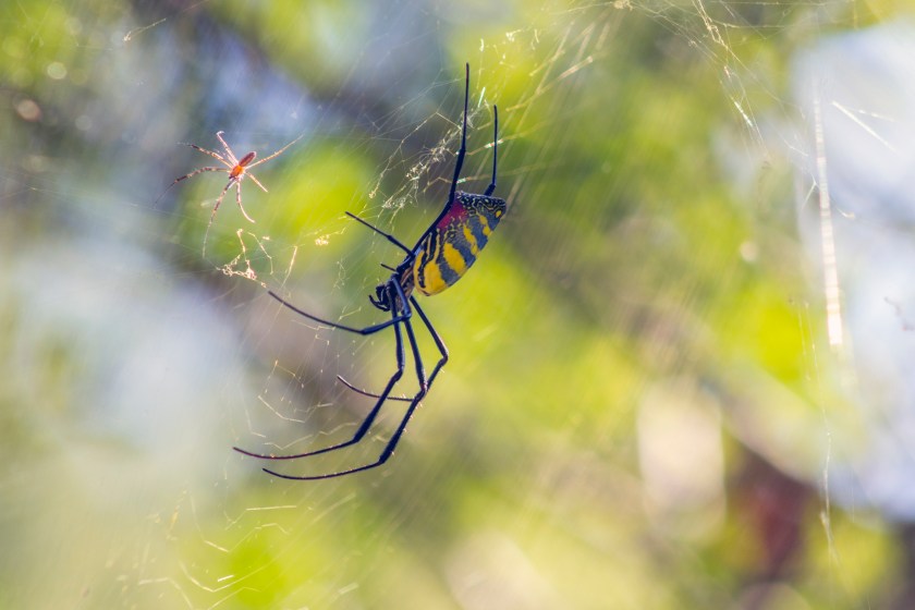 Close-up of side view of a large colorful female Joro spider as a small, dull male Joro spider gingerly approaches her.