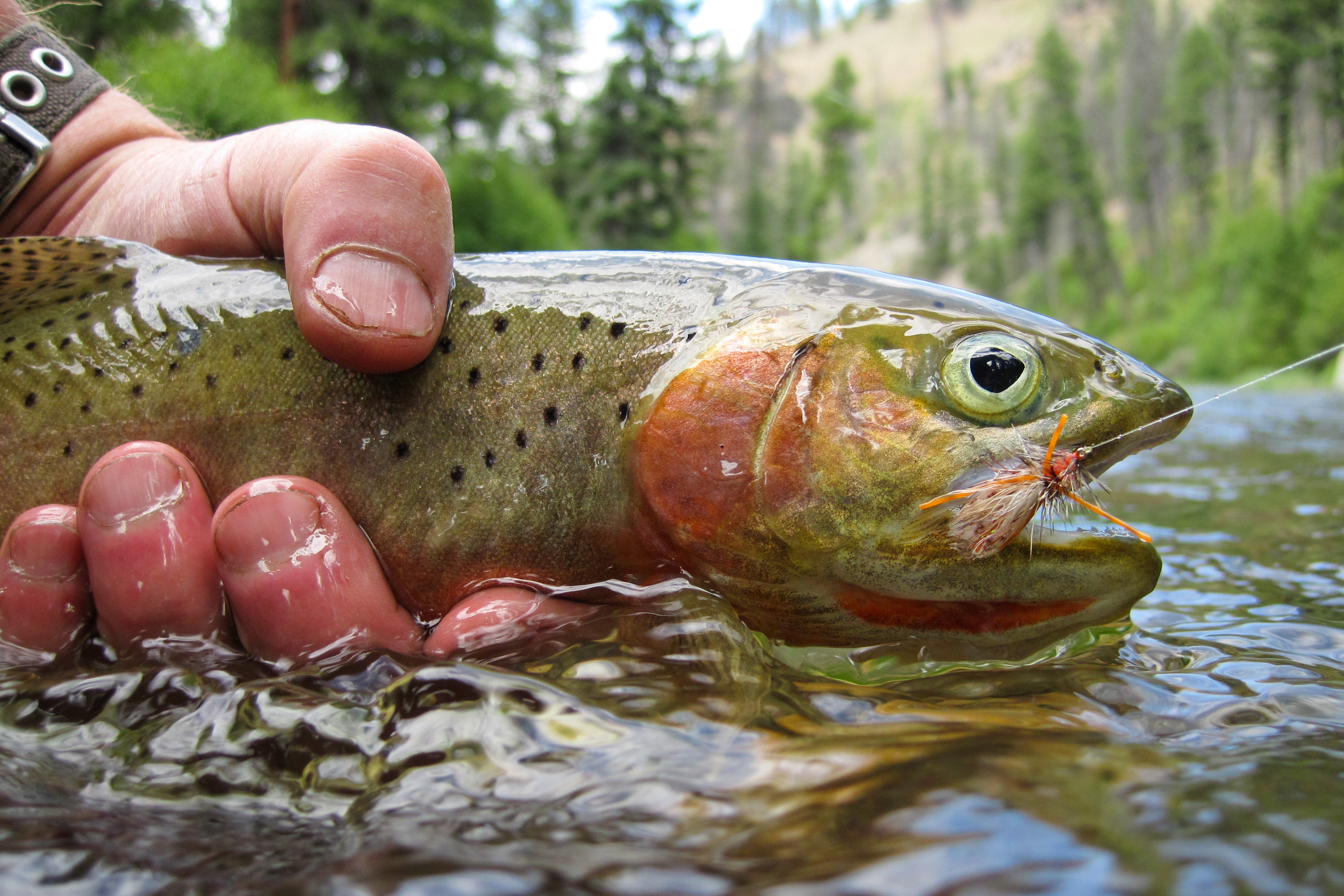 The roll cast can be used in many situations while fly fishing.