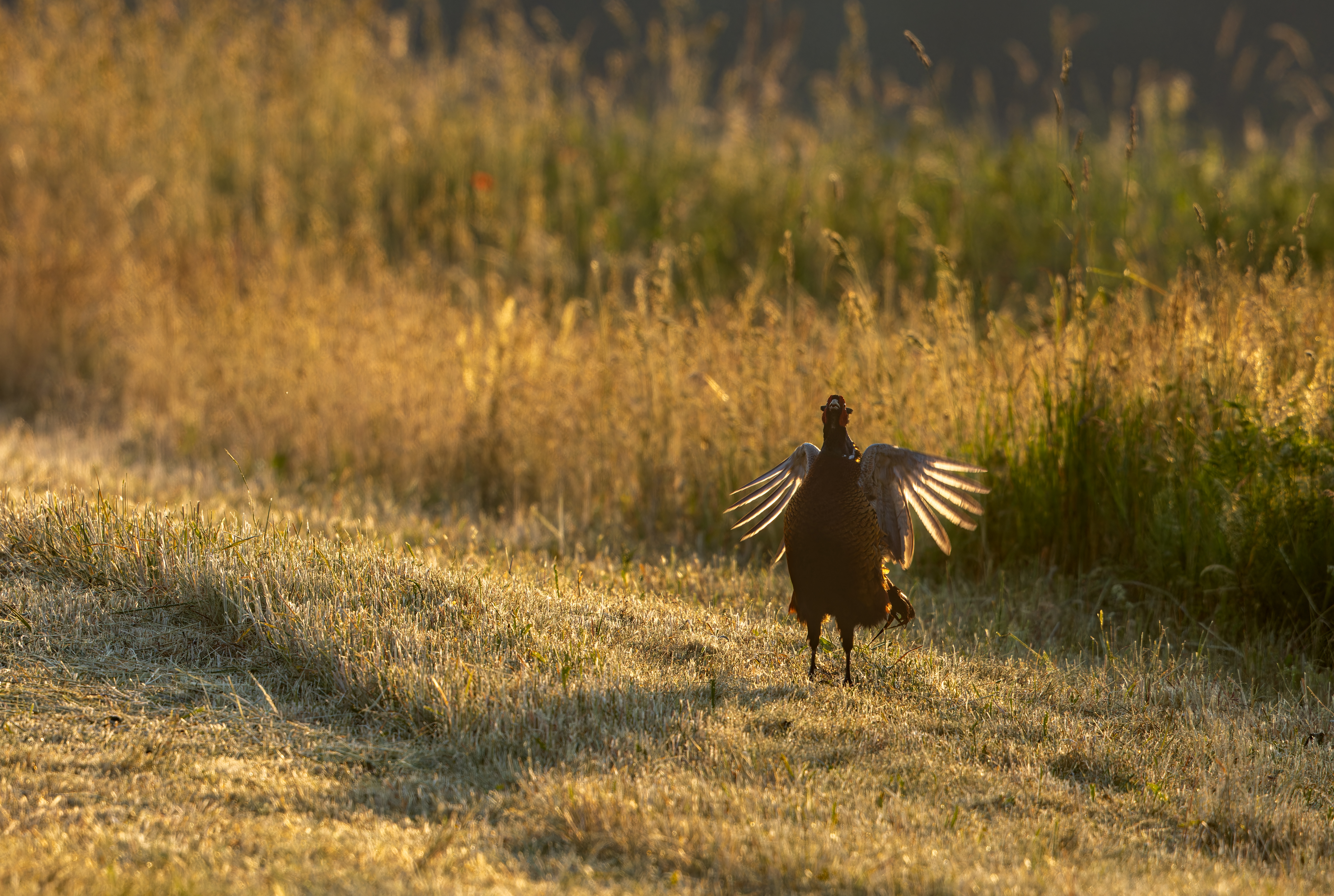 Working the clock can help you bag more birds.