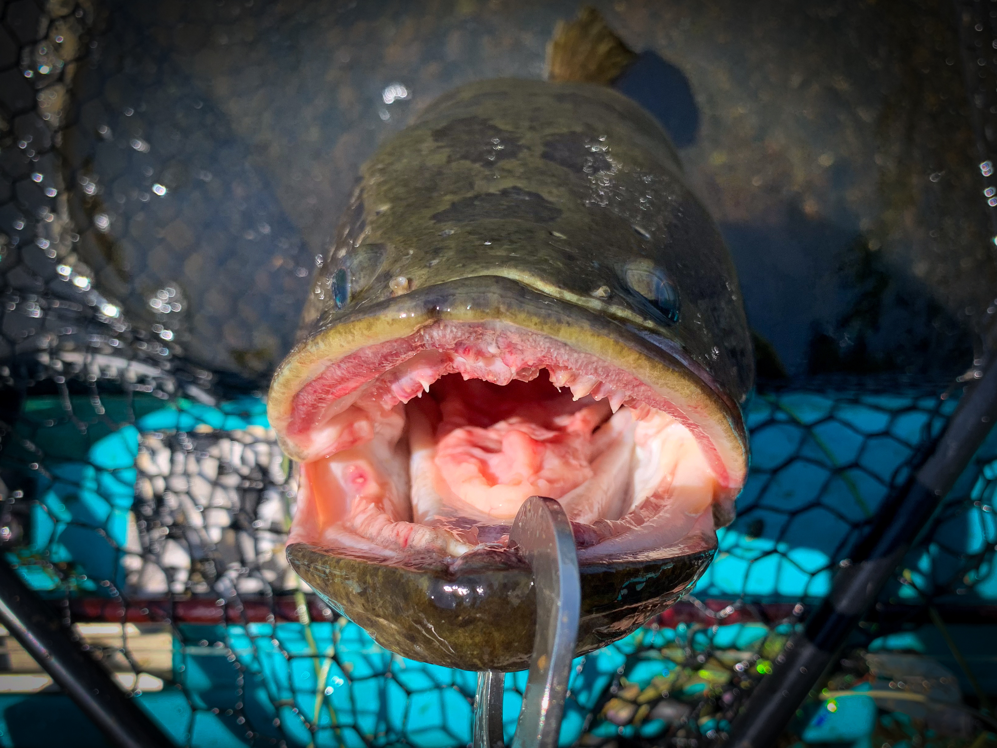 The mouth of a northern snakehead fish, an aggressive and invasive predator fish.