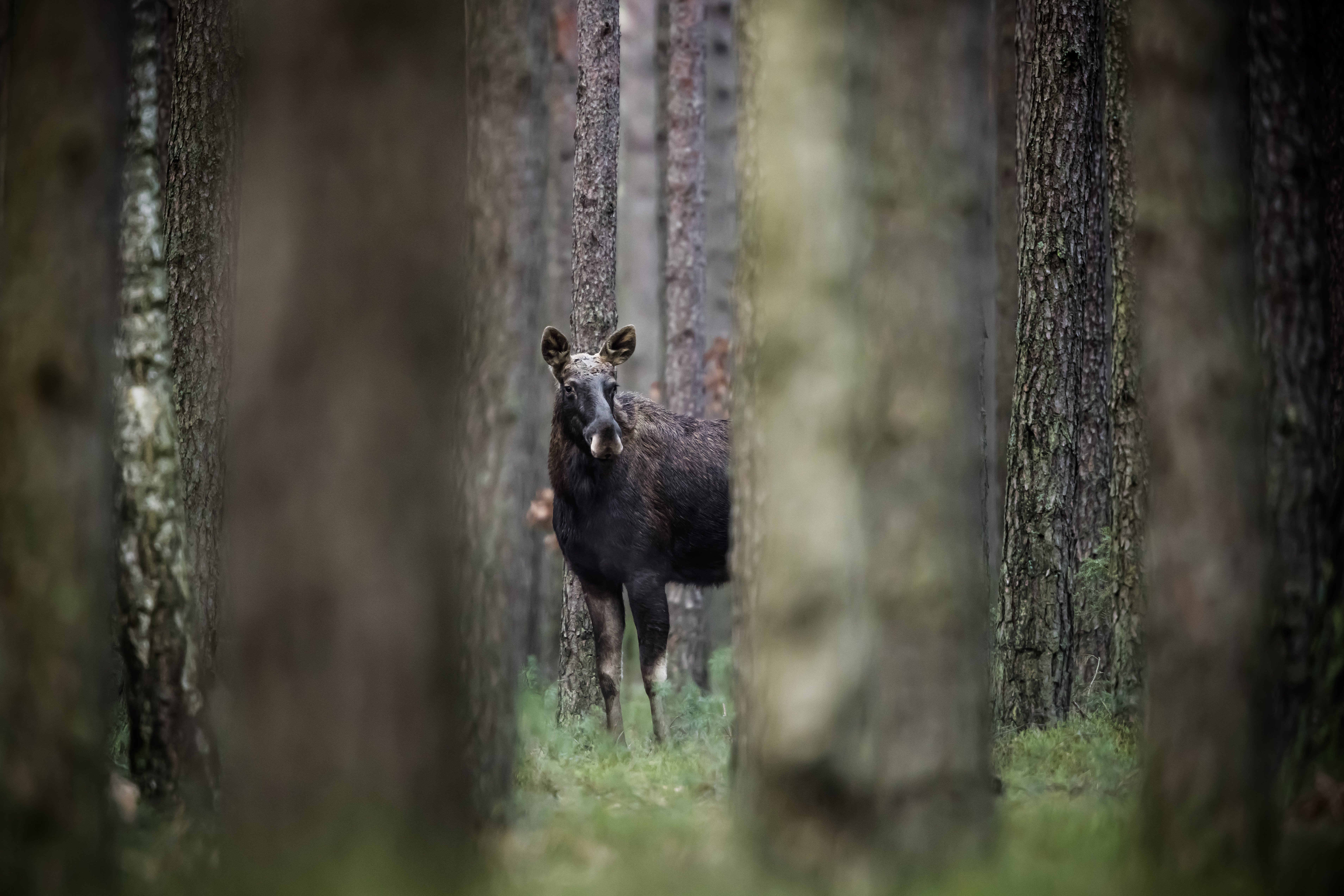 Moose in the forest