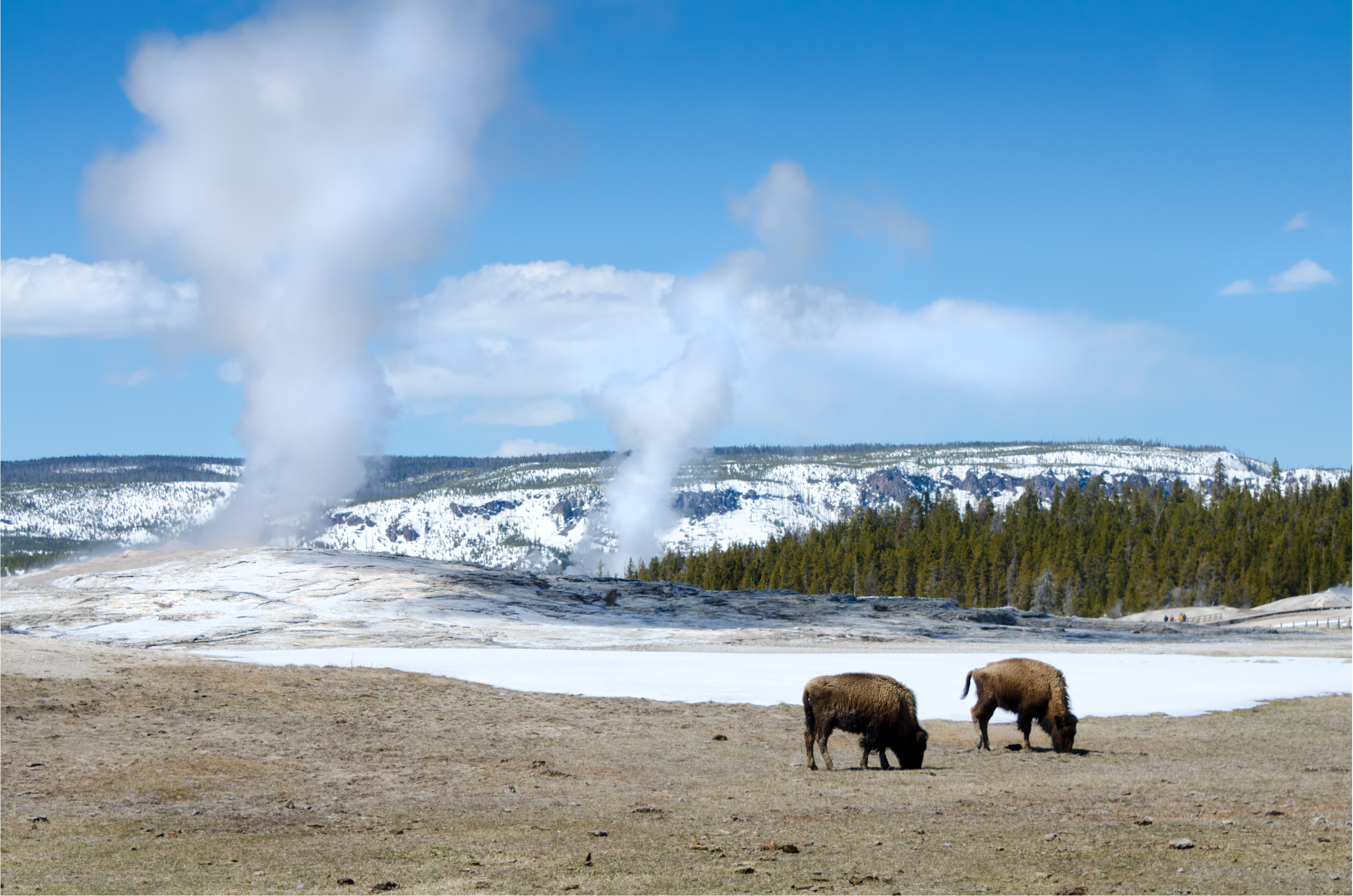 Old Faithful Geyser - Yellowstone National ParkBisons Grazing in the foreground.
