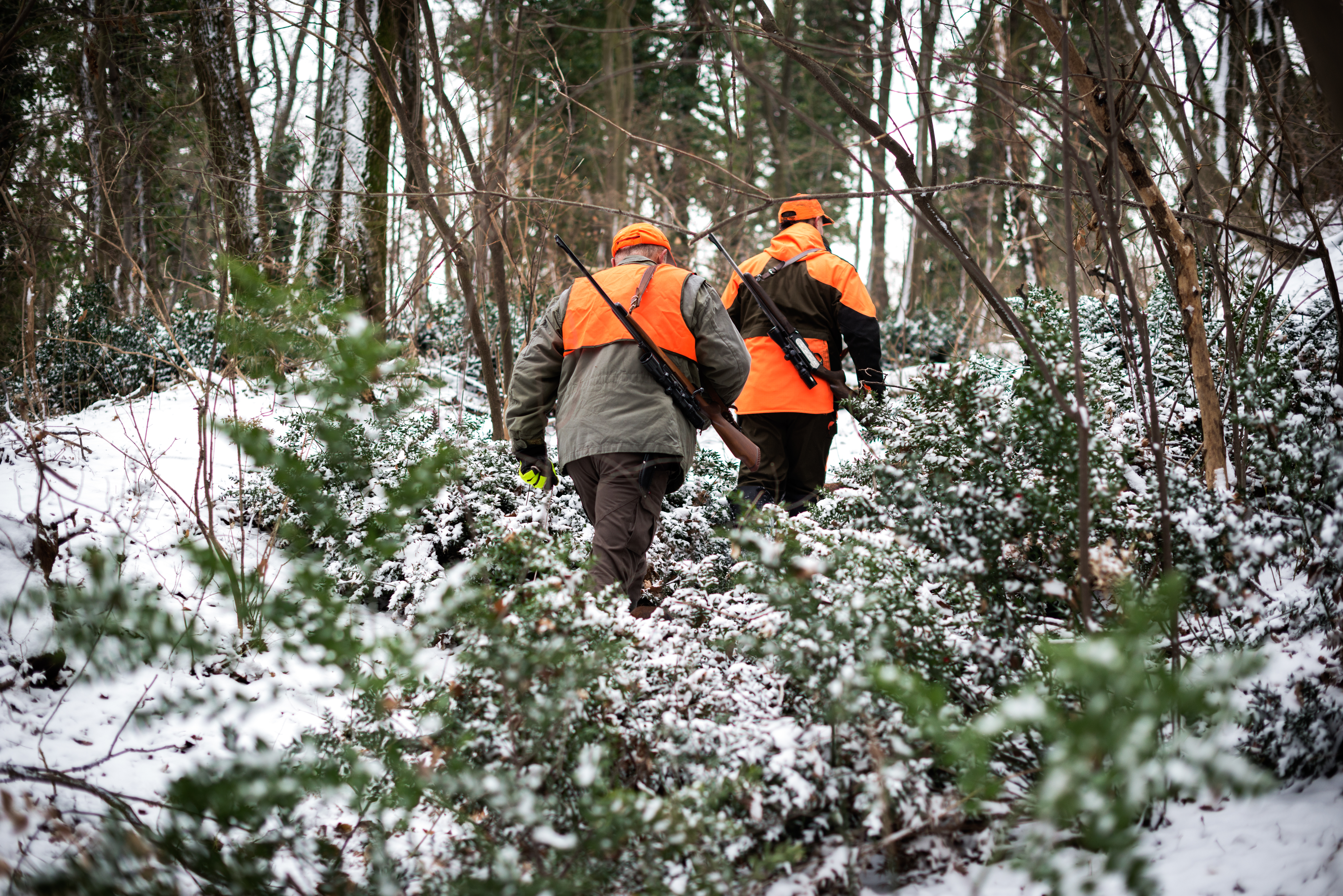 Still hunting through cover.