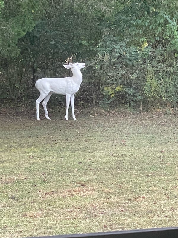 Casper the albino deer.