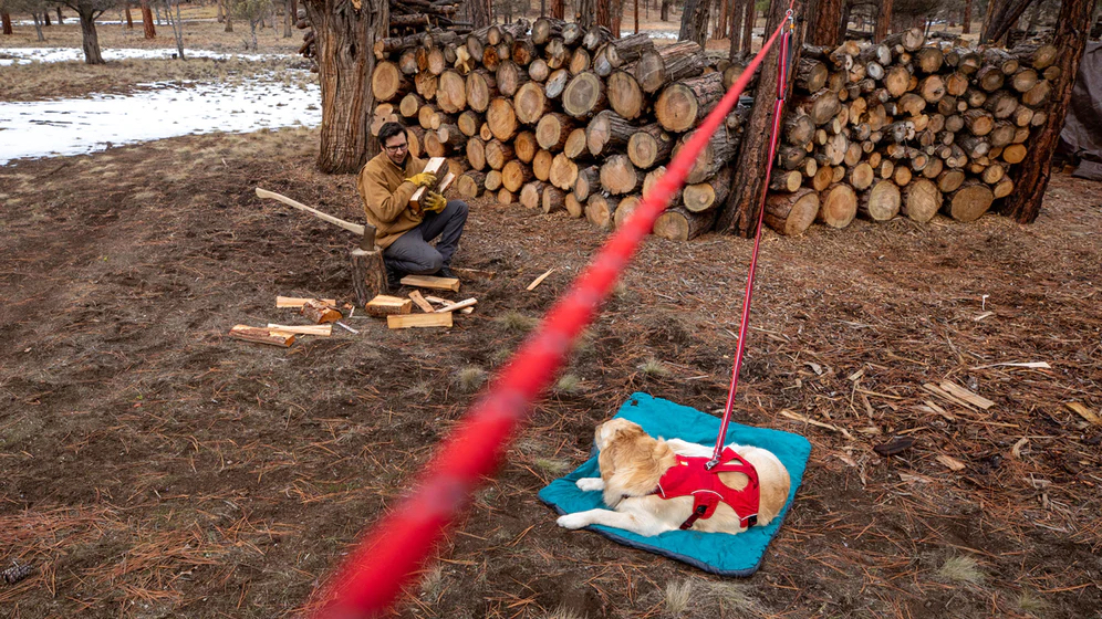 A tan dog sitting on a blue mat, connected to a red camping leash