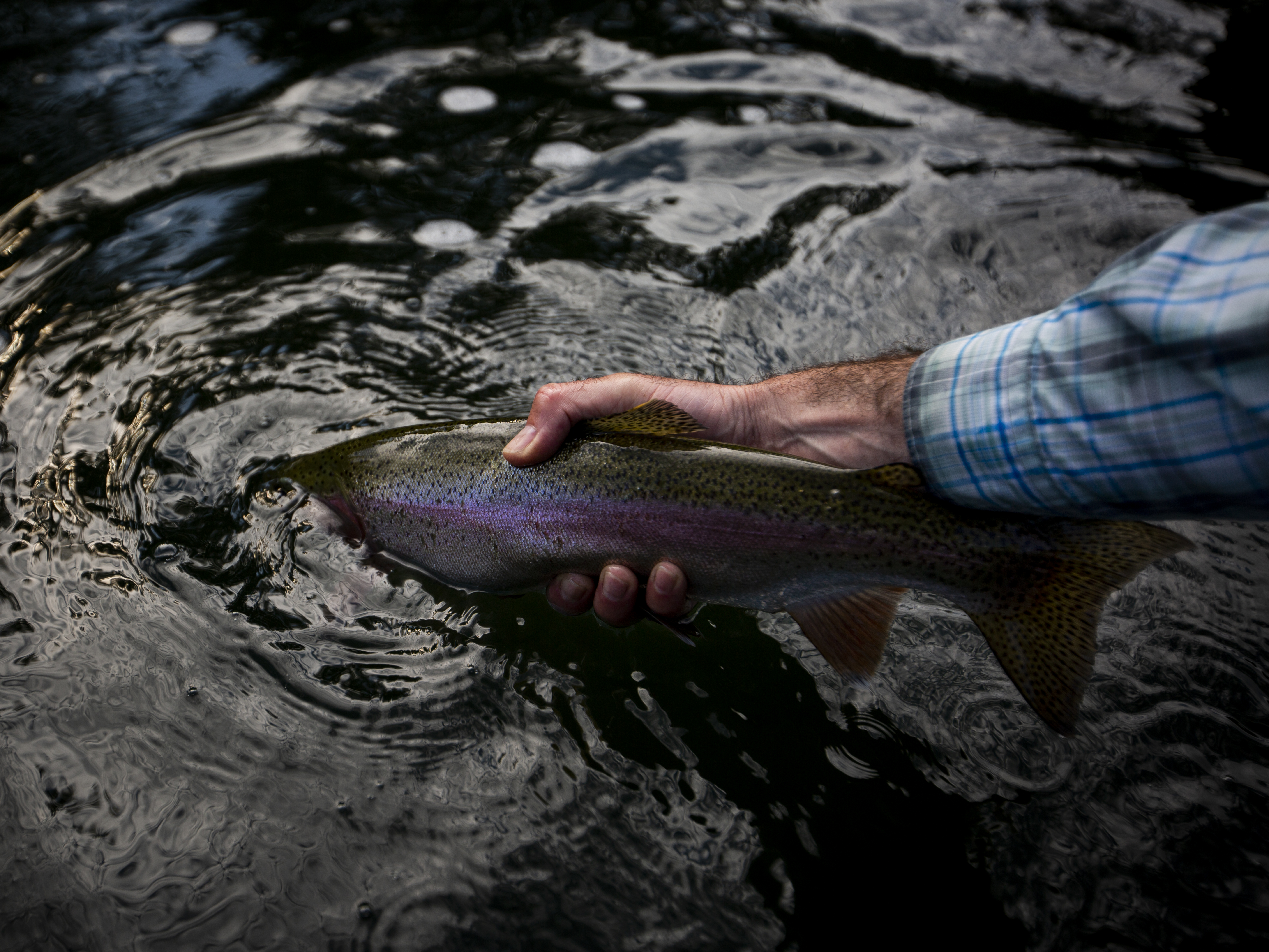rainbow and brown trout on the Missouri River in Montana.