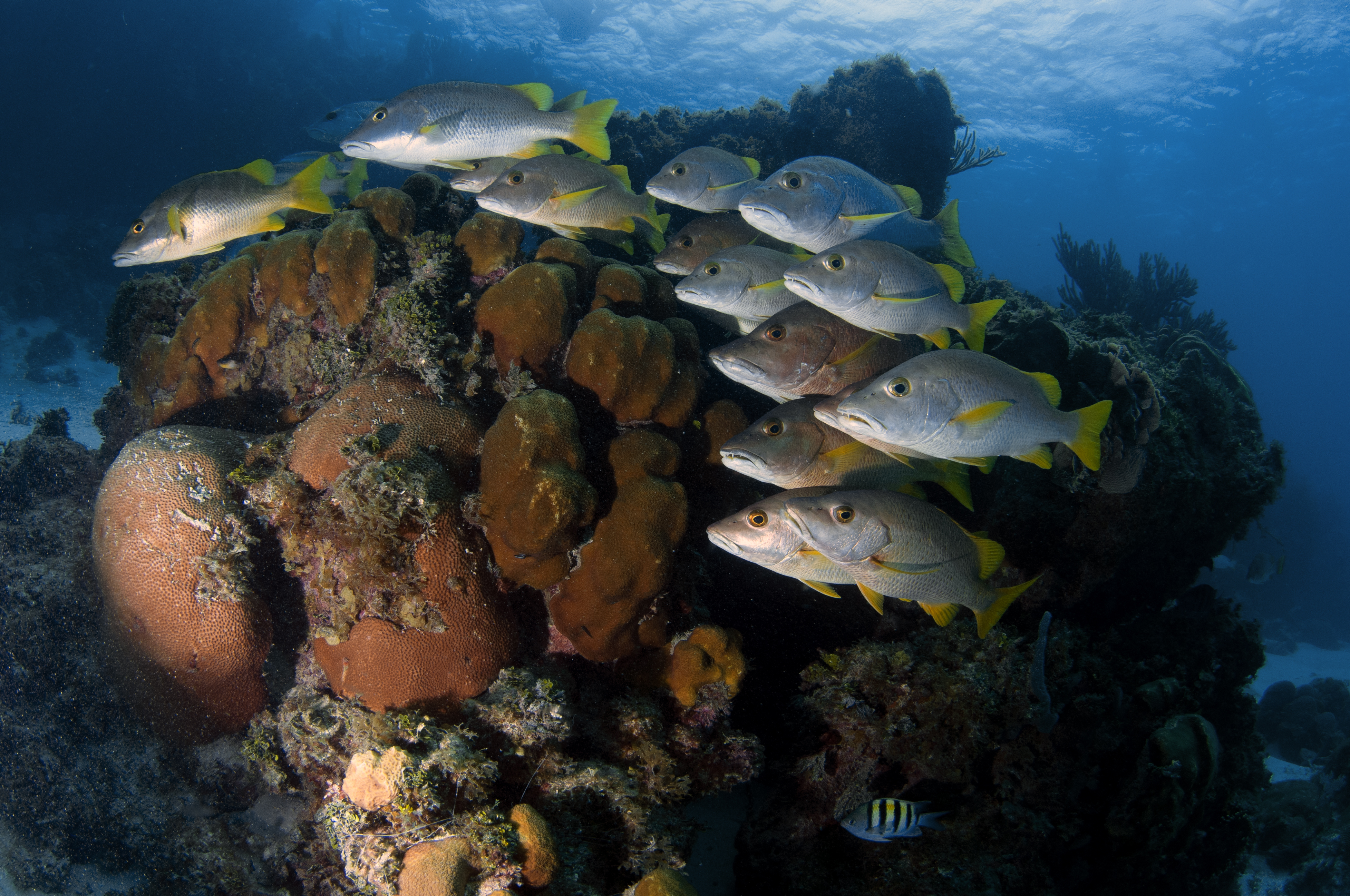 Reef fish in Belize, where the fishing is amazing.