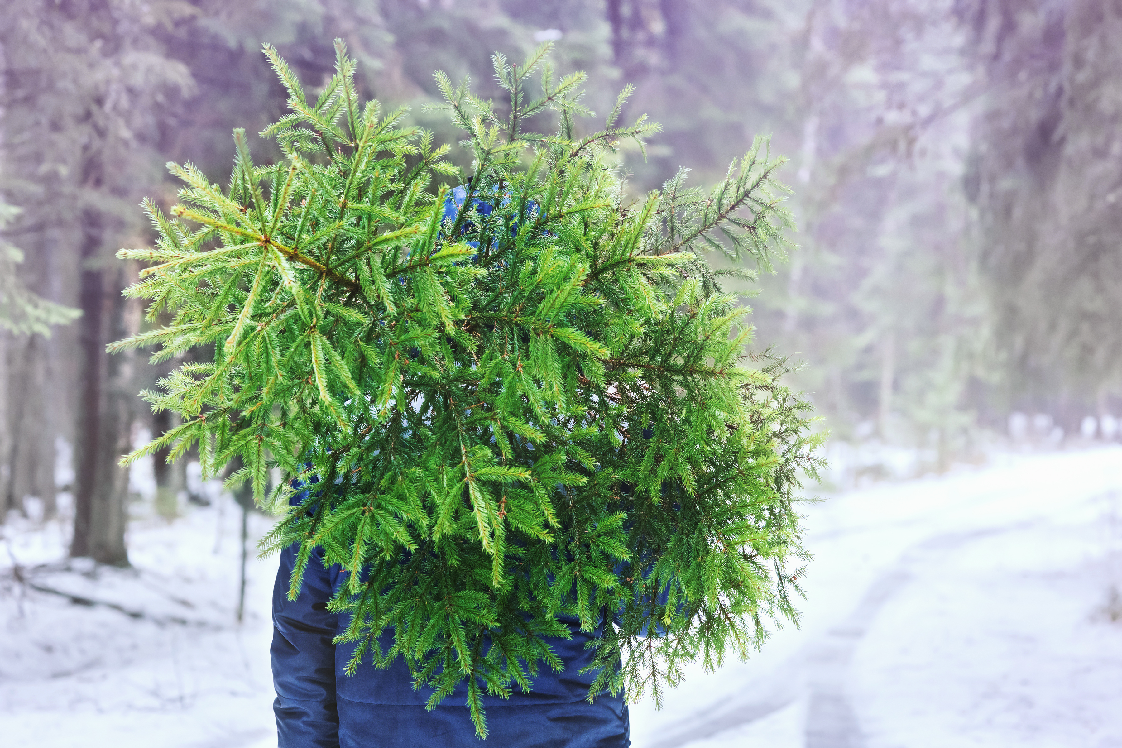 Cutting down your own Christmas tree.