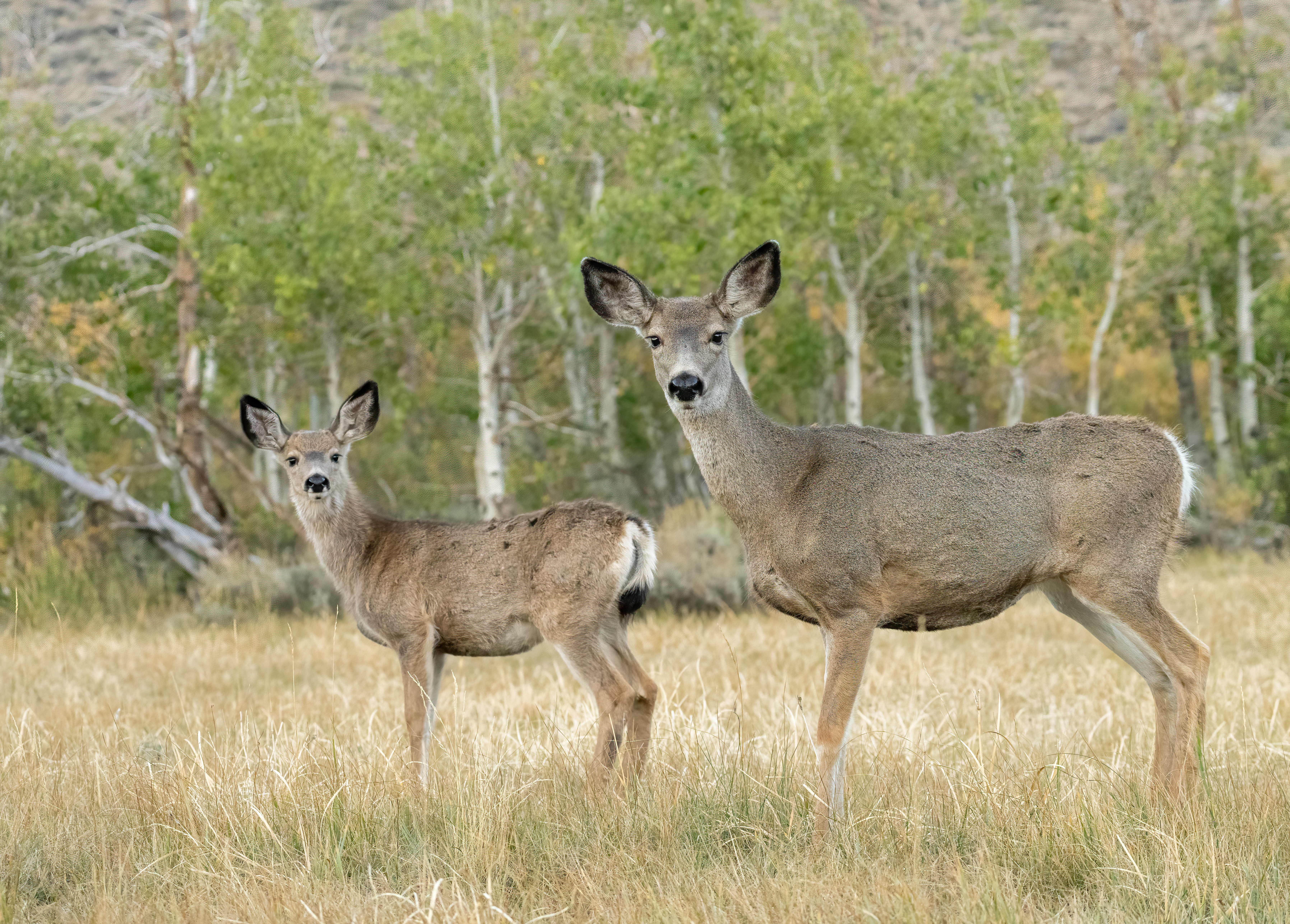 Mule deer on Catalina Island