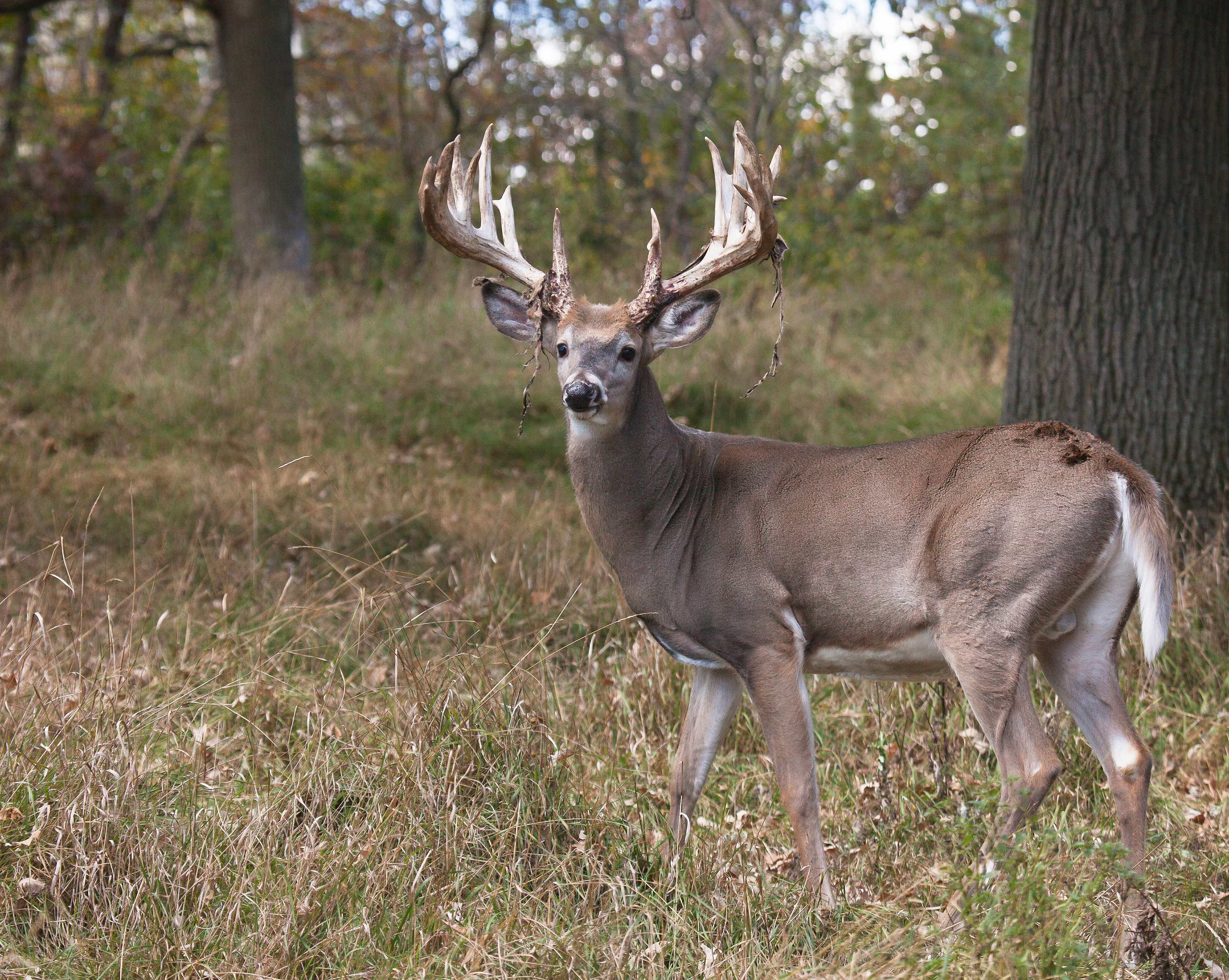 Buck fever is hard to shake, especially when you spot a huge rack.