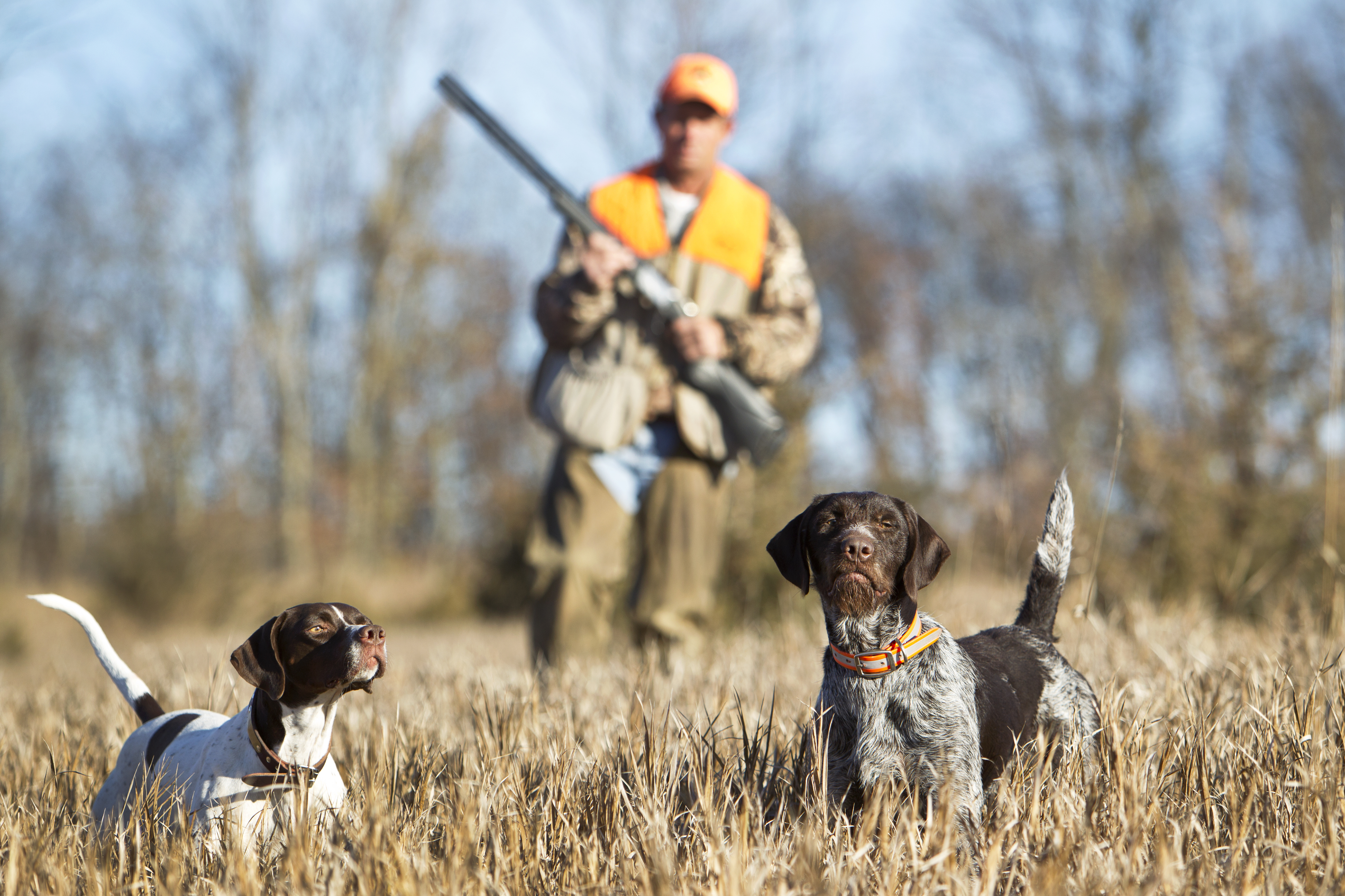 Man with two of the best bird dogs, english pointer and german wire haired pointer, upland bird hunting.