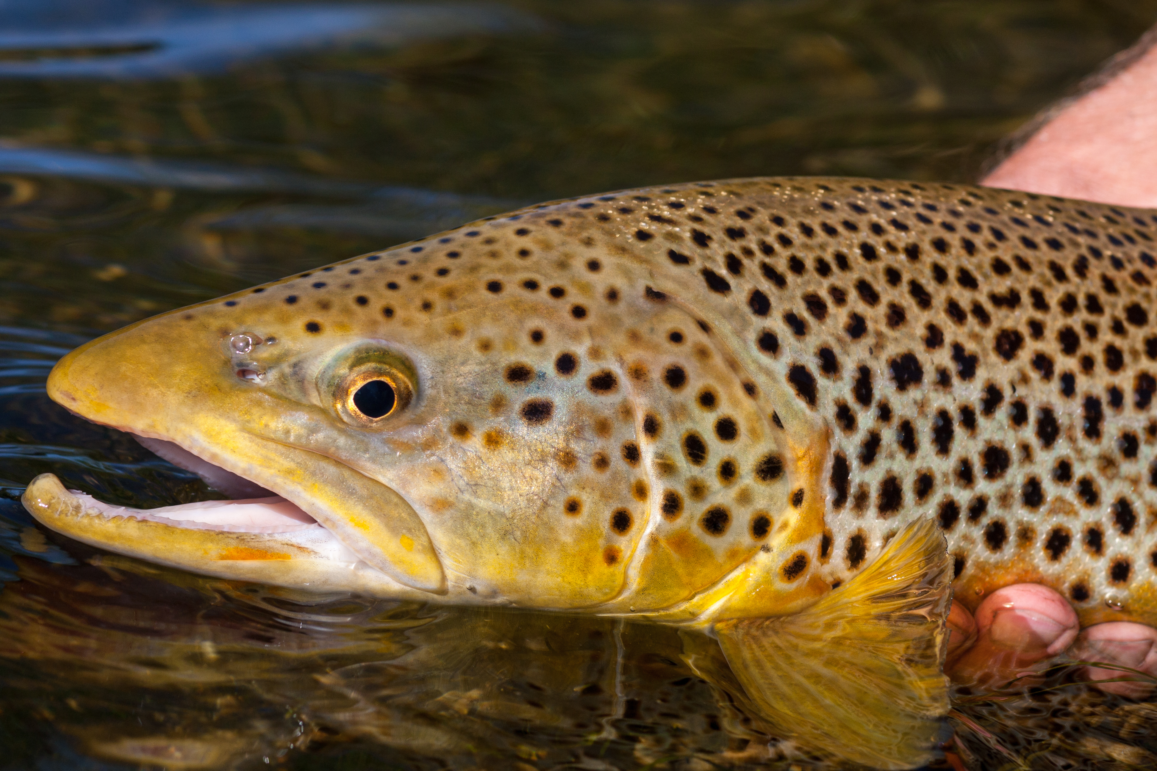 Tasmania brown trout