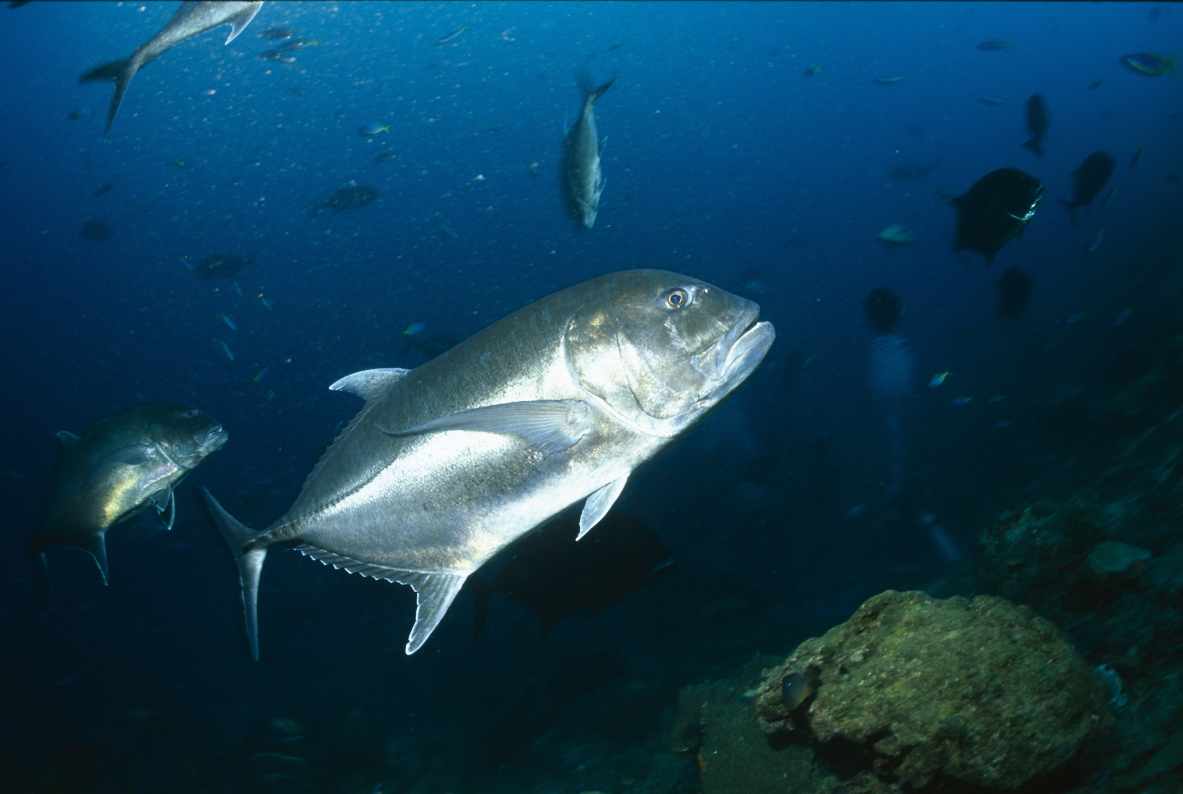 Giant Trevally are huge fish that are incredible to catch in the Seychelles.
