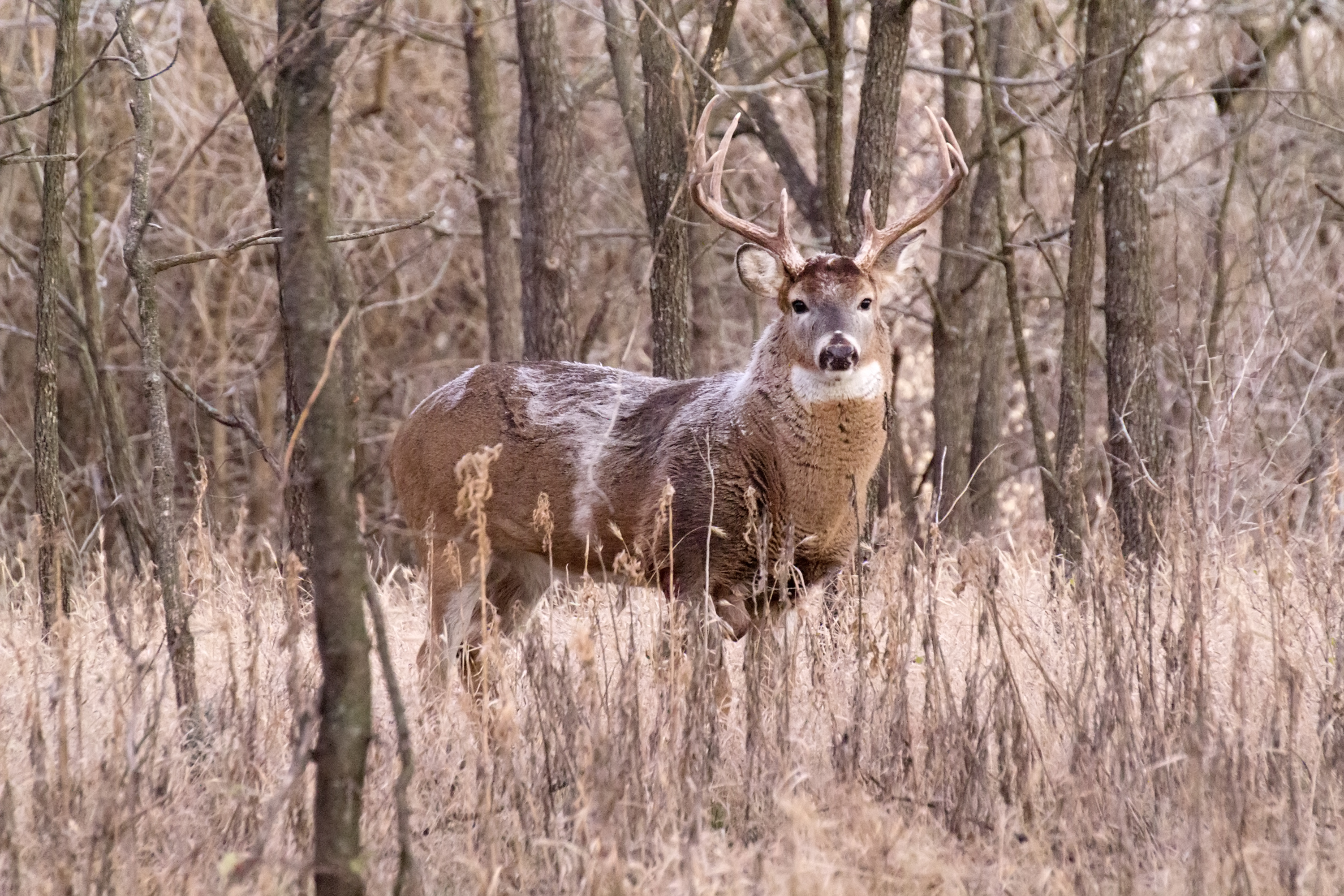 Big buck fever.