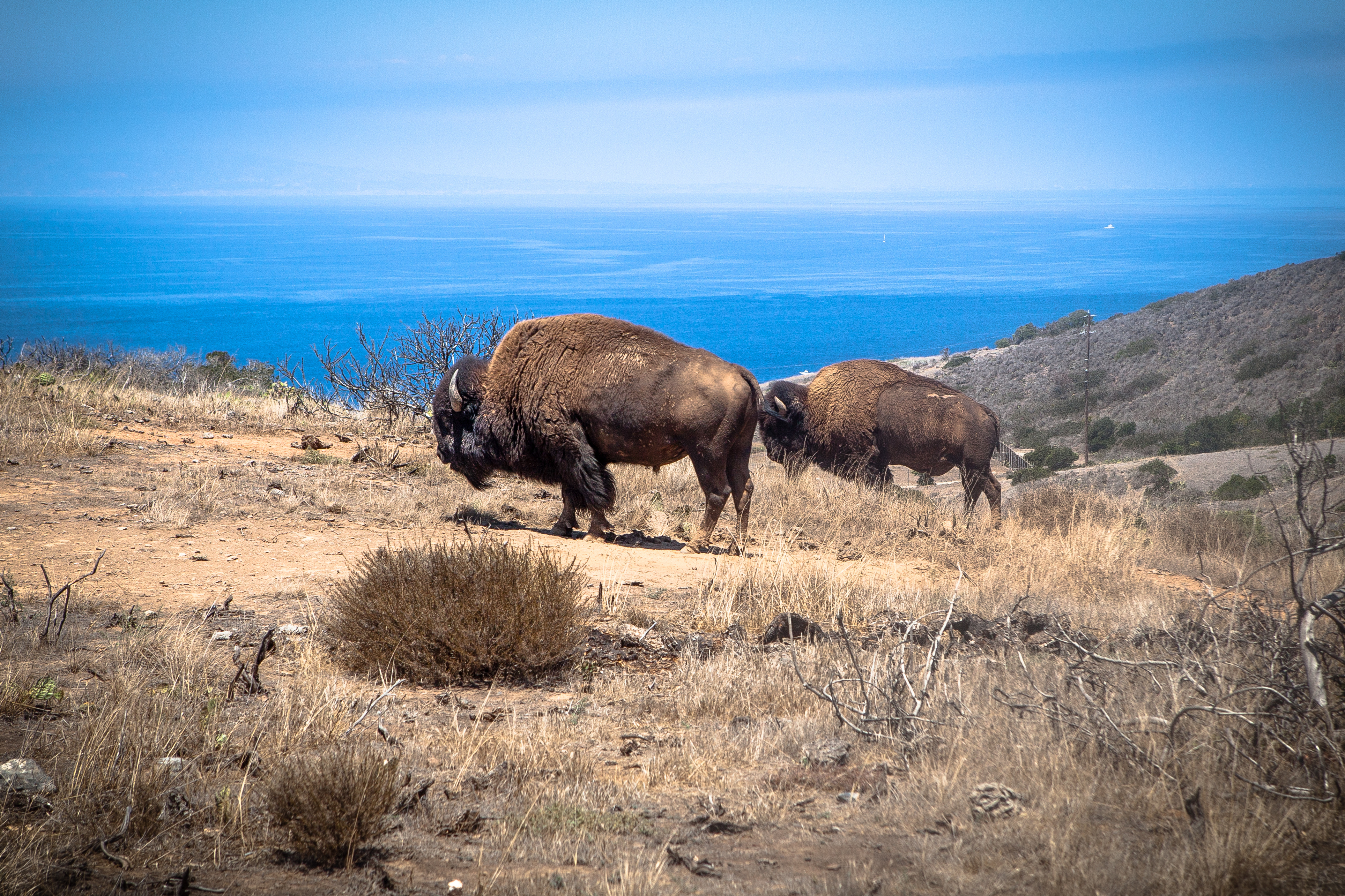 Mule deer Catalina Island.