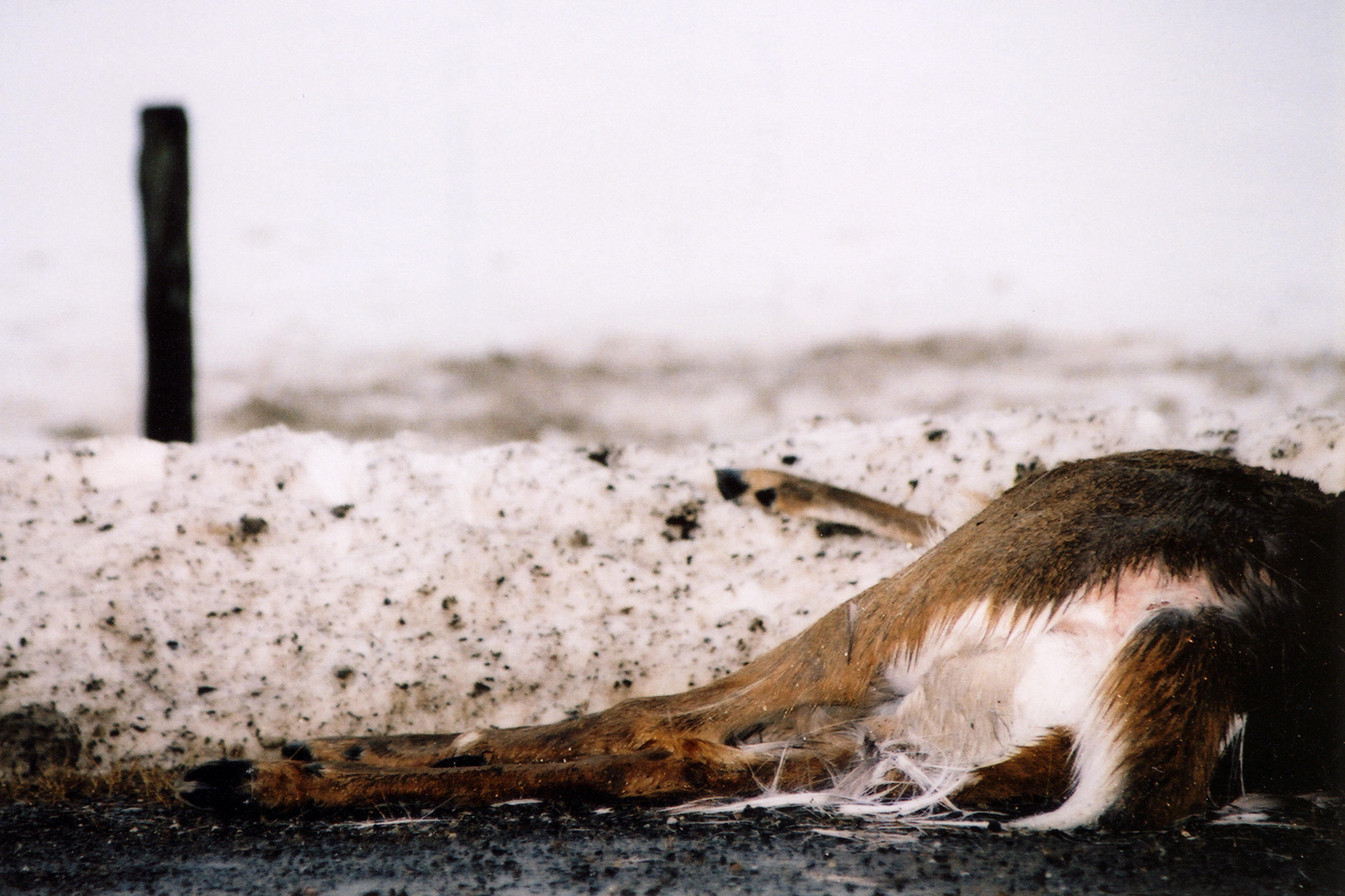 Deer killed by a car, lying on the side of the road in the snow. We don't see his head