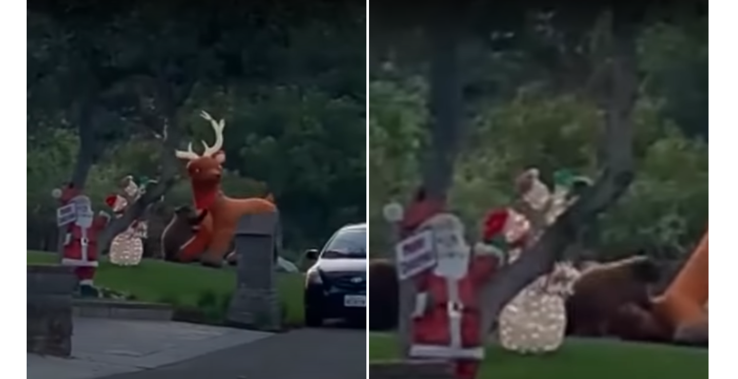 california bear takes on christmas decorations