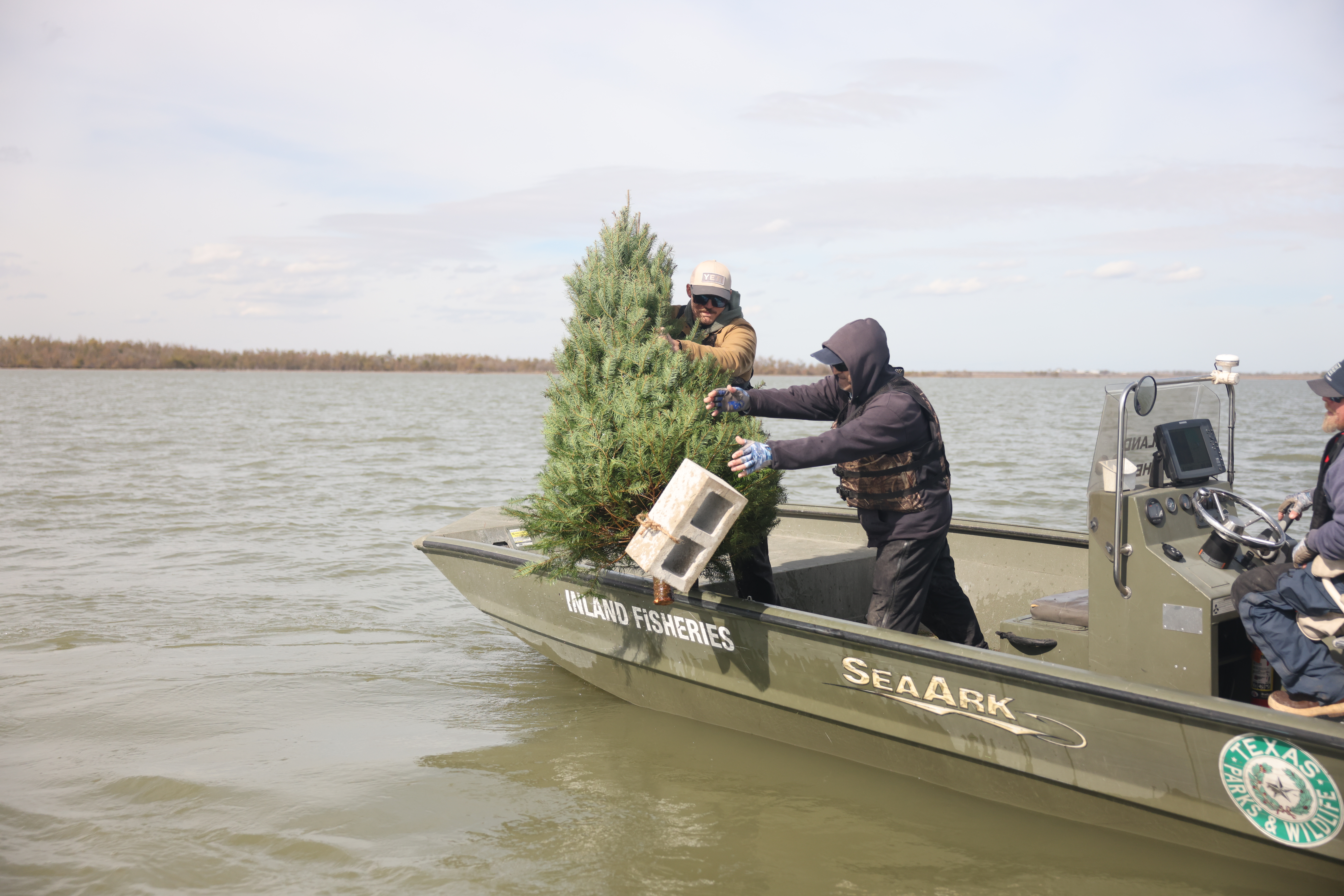 Recycling a Christmas tree by Yeti
