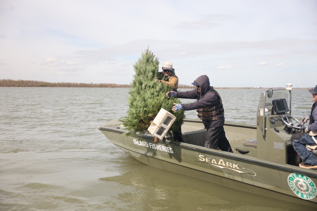 Recycling a Christmas tree by Yeti