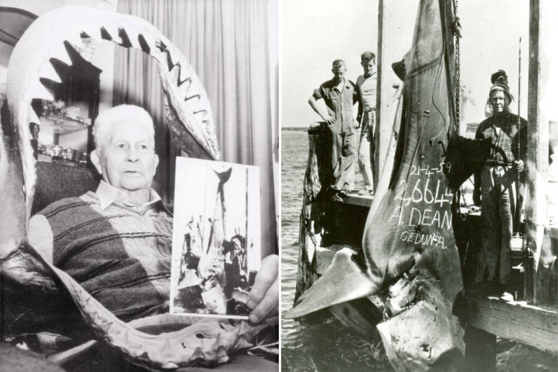 Alfie Dean and his world record great white shark