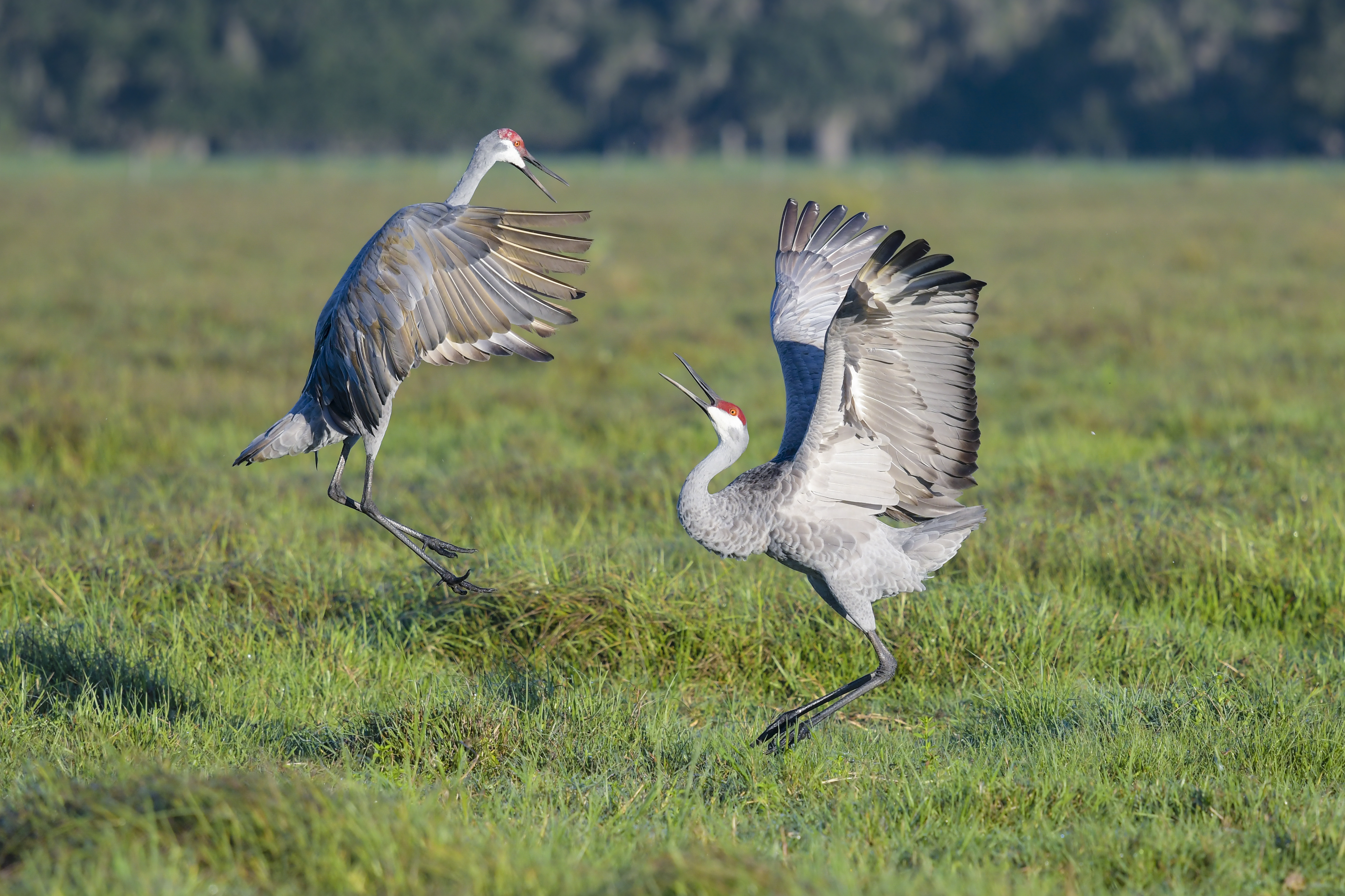 sandhill crane festivals