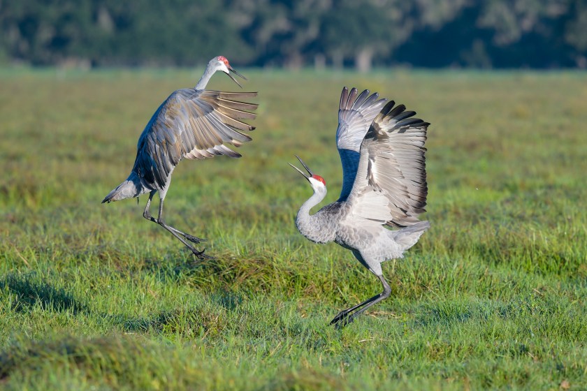 sandhill crane festivals