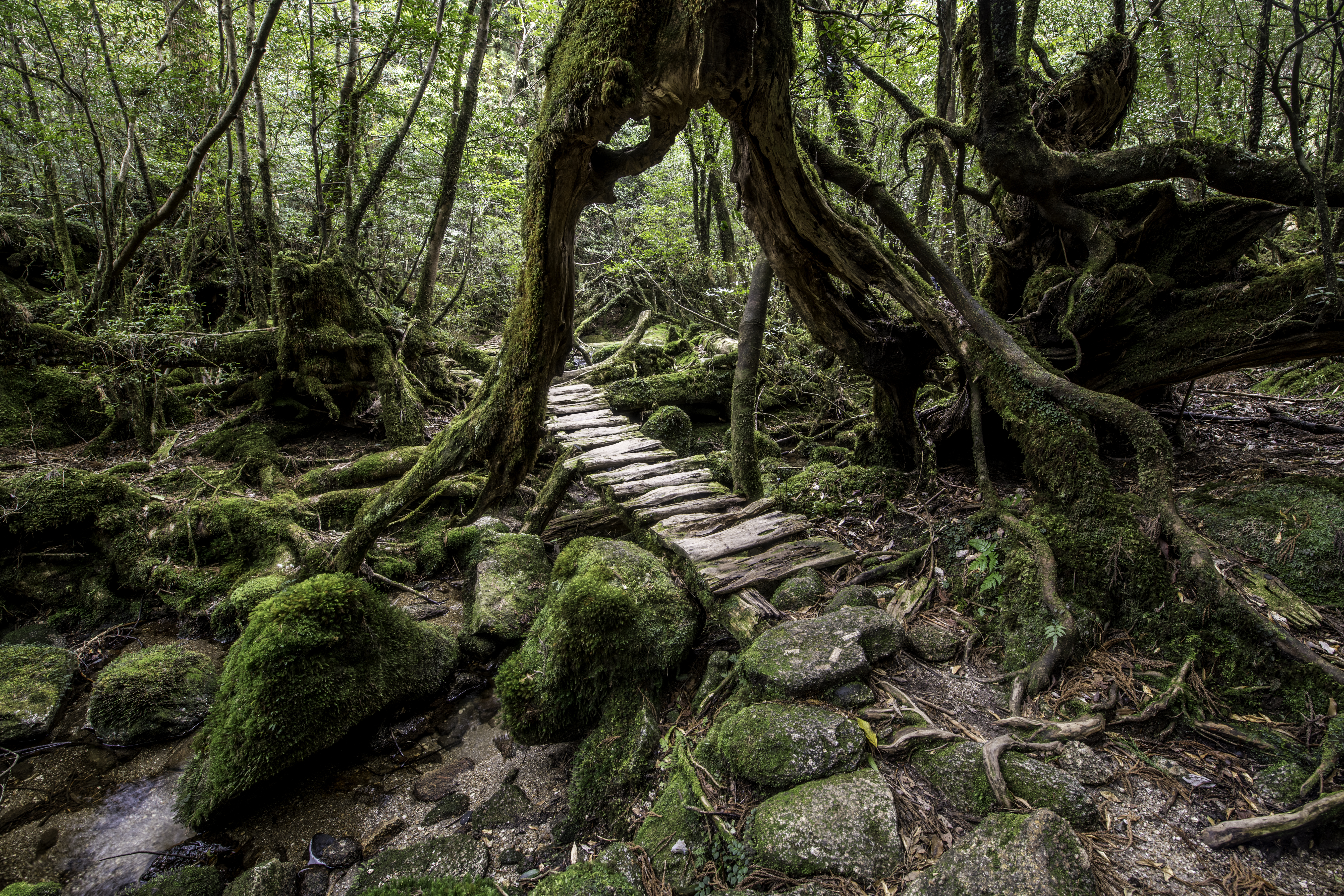 World's oldest forest discovered.
