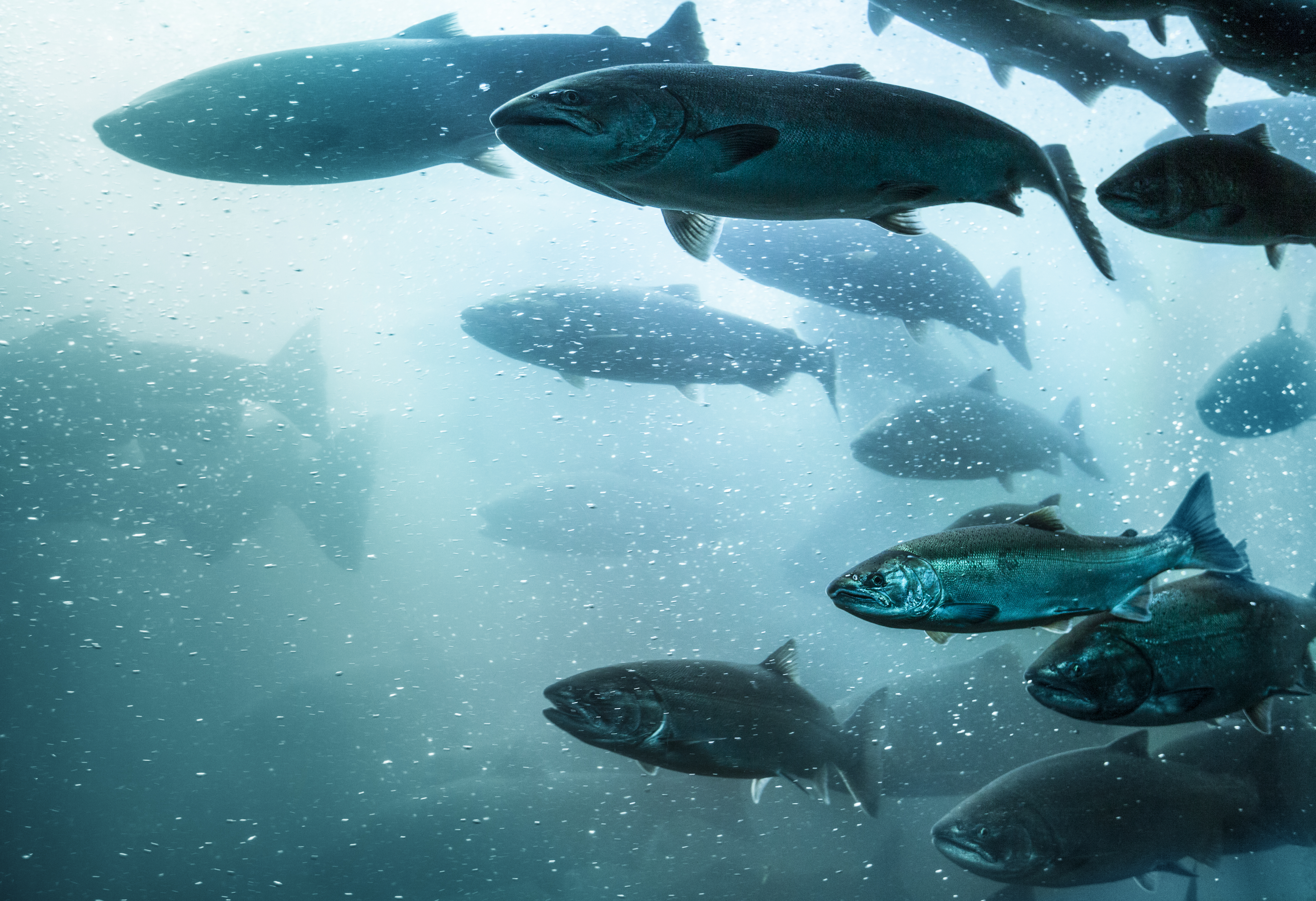 freshwater fish giong extinct climate change