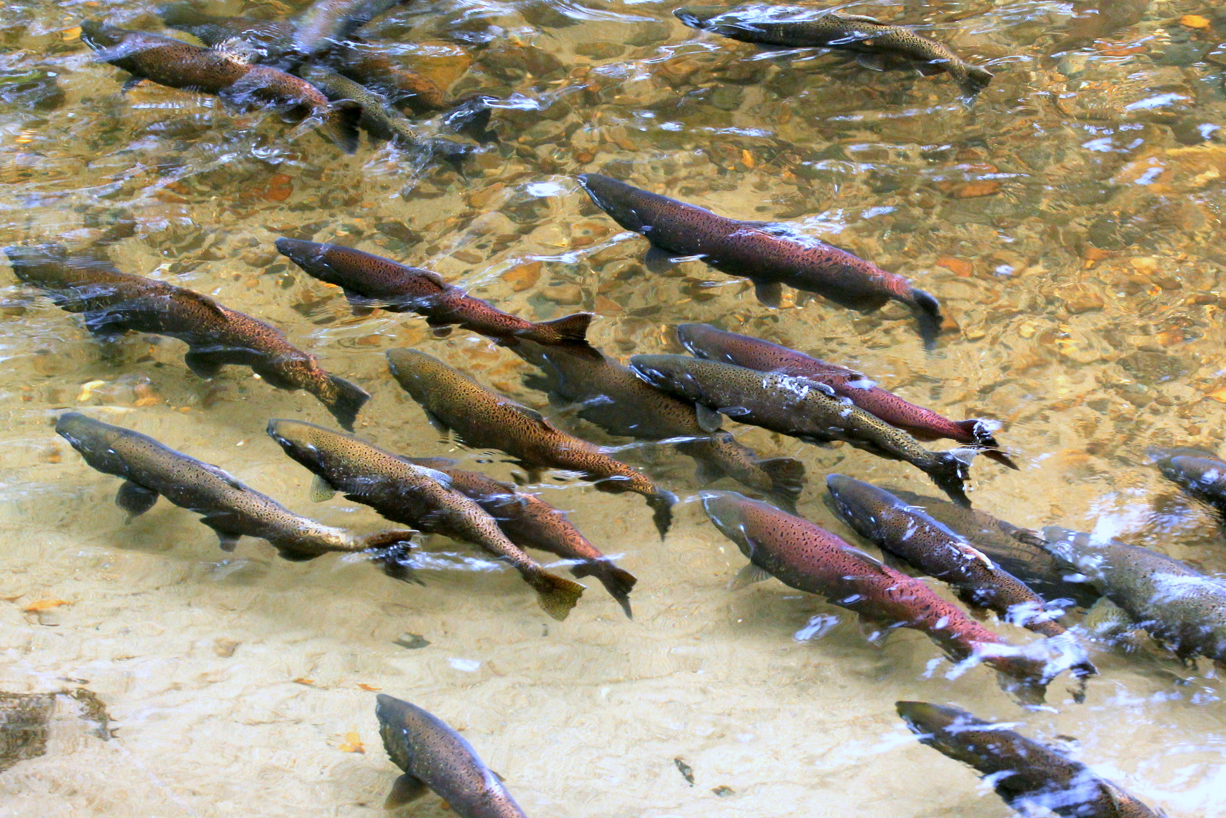 king salmon disasters hottest year 2023 
