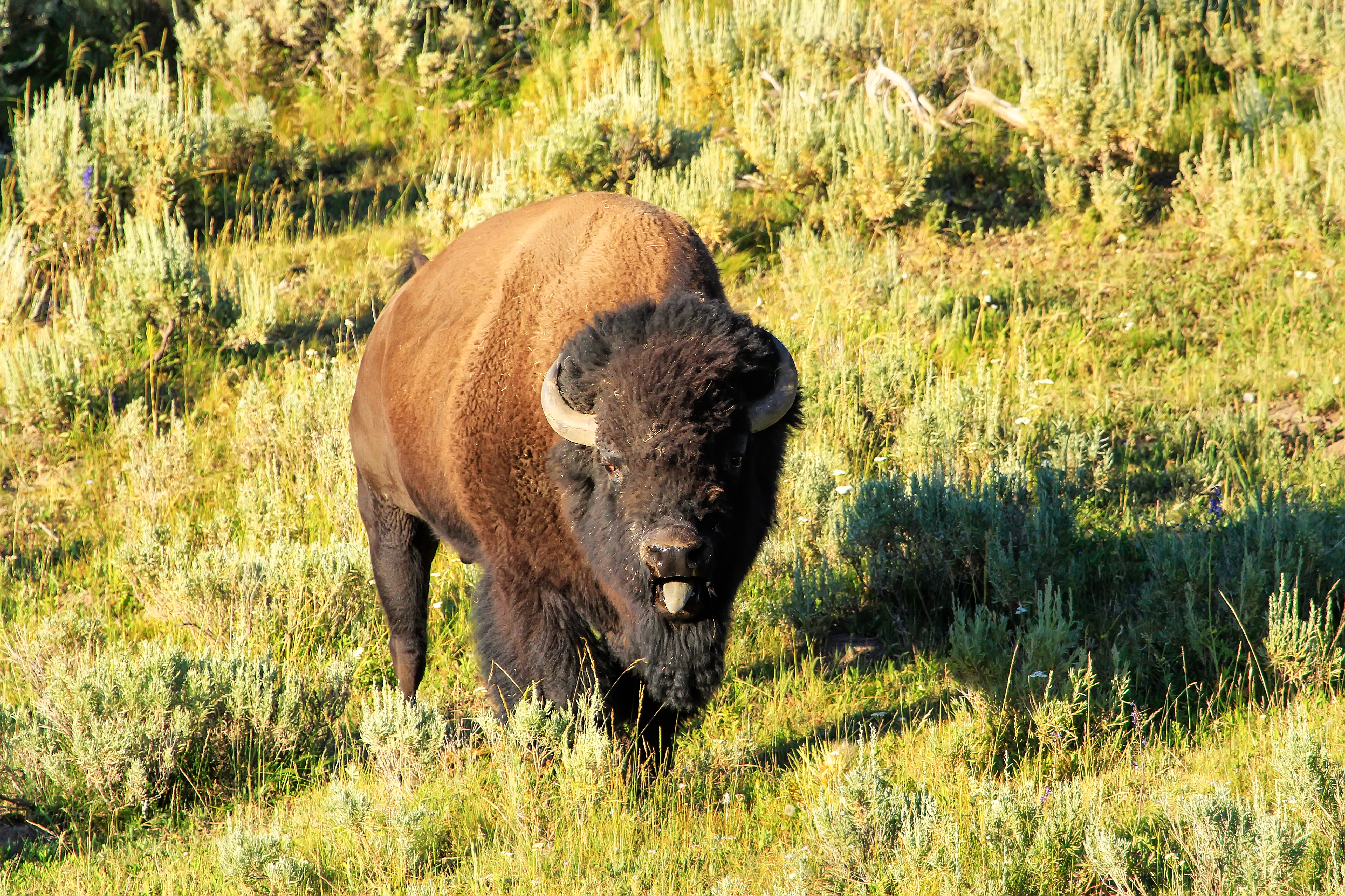 Taylor Swift bison swap