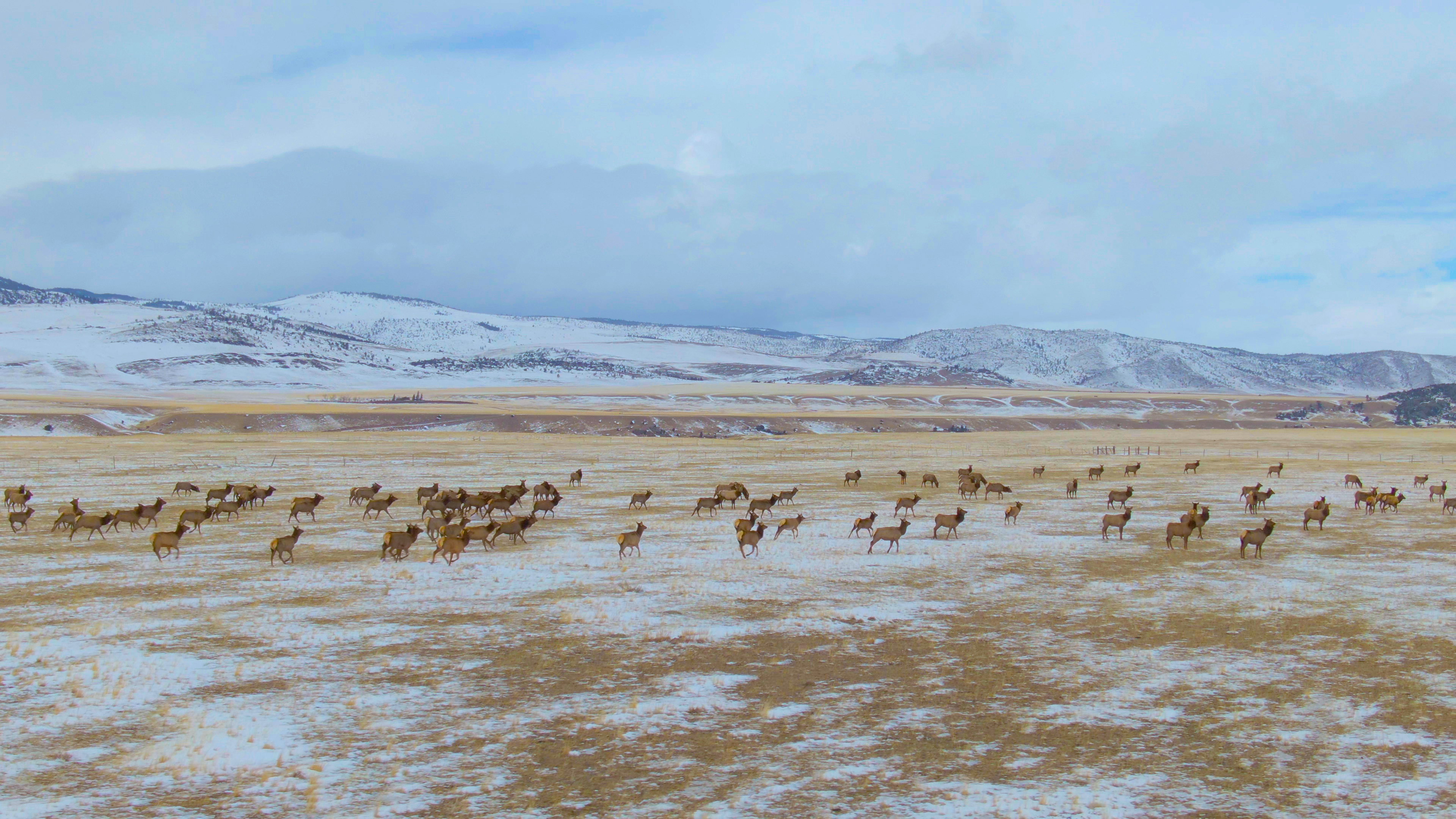 AI drones and elk herds