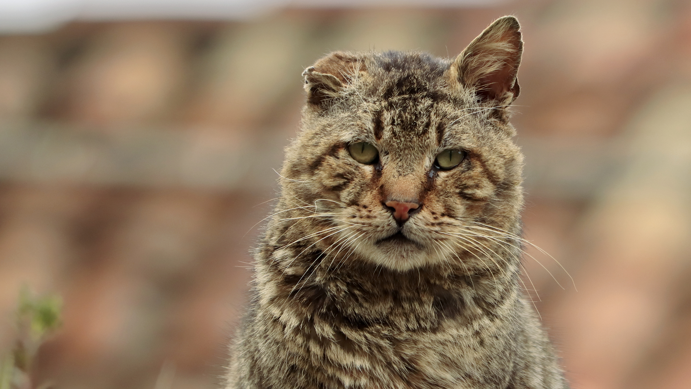 stray cat.