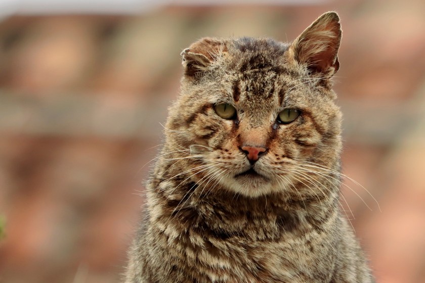 stray cat.
