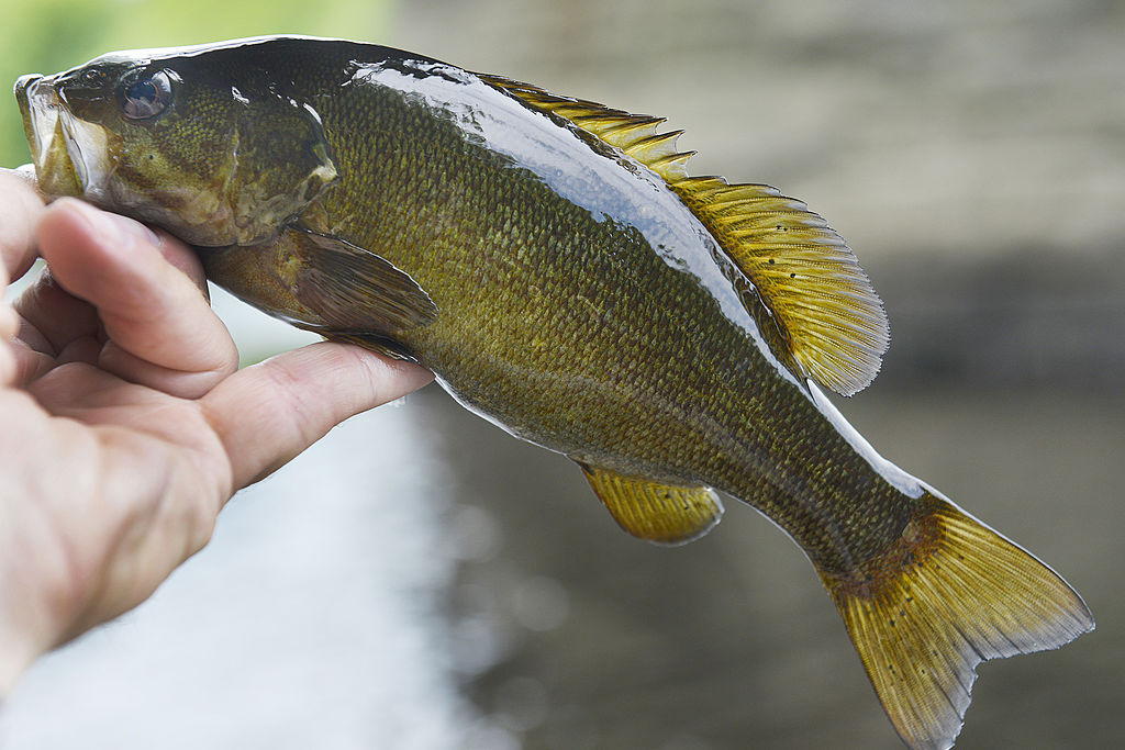 bass fishing