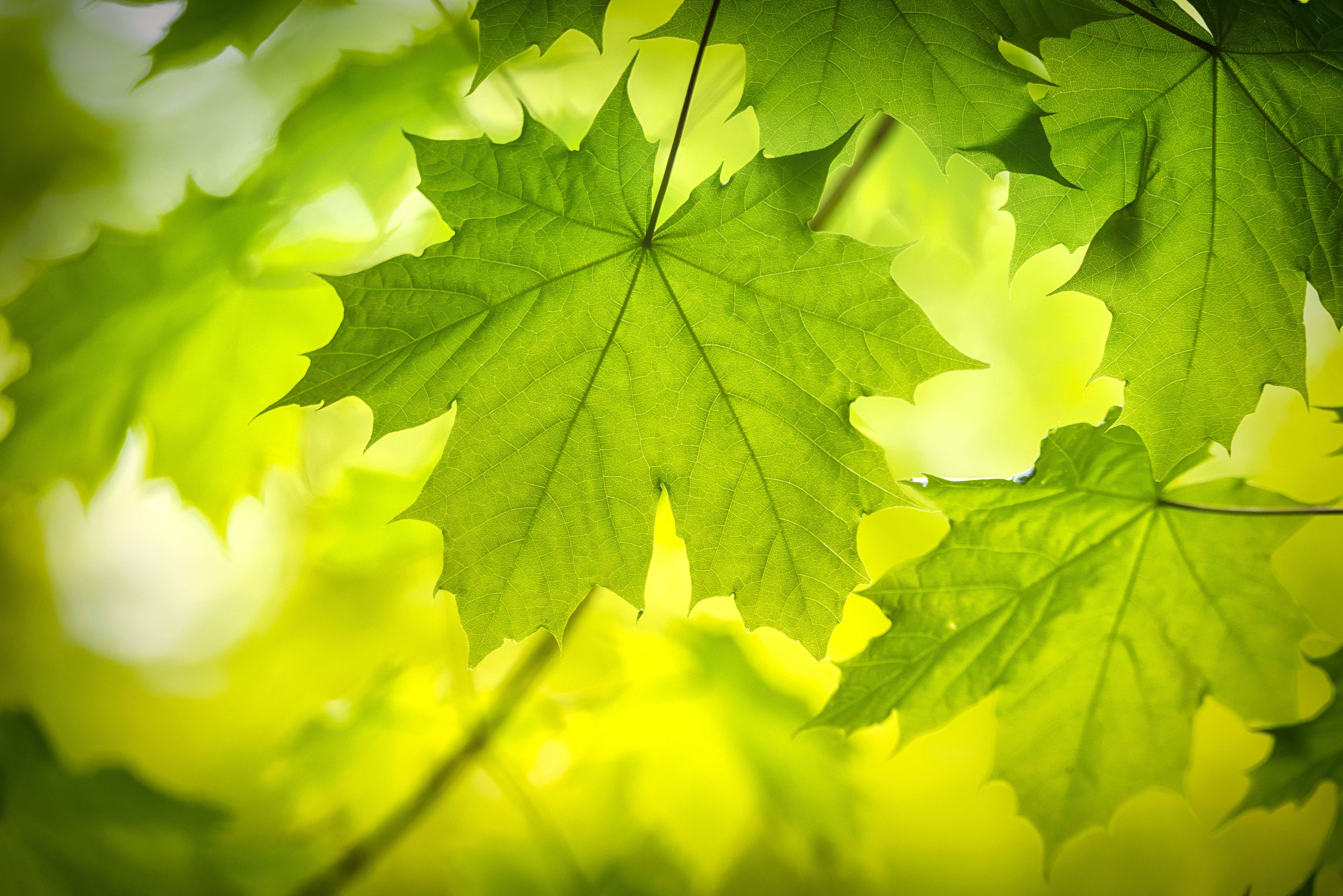 Maple Tree