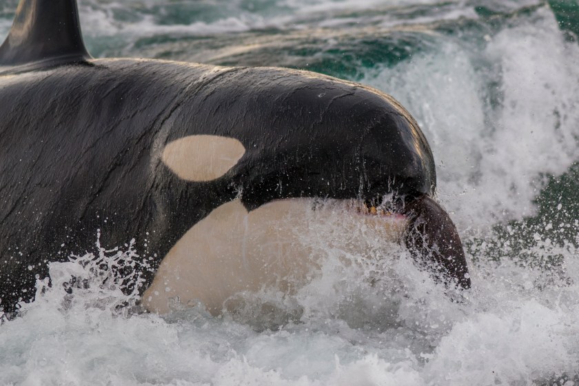 California killer whales
