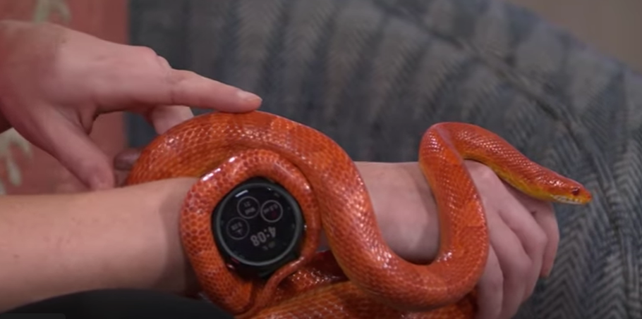 Reptile specialist Horwitz with an orange snake named Pumpkin wrapped around her arm.