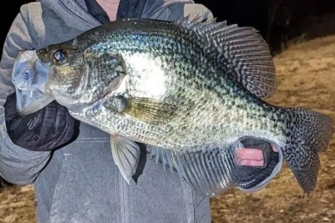 Kansas state record crappie