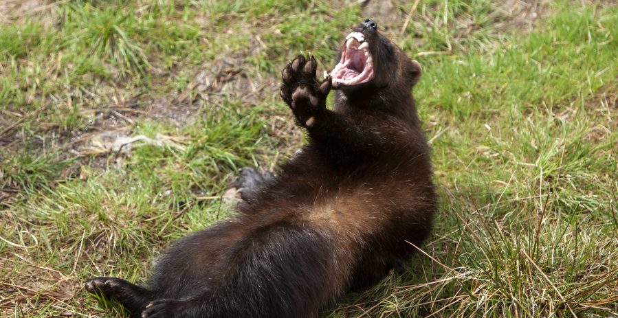 Wolverine (Gulo gulo) lying on his back, playing, in the spring forest, Norway, close-up