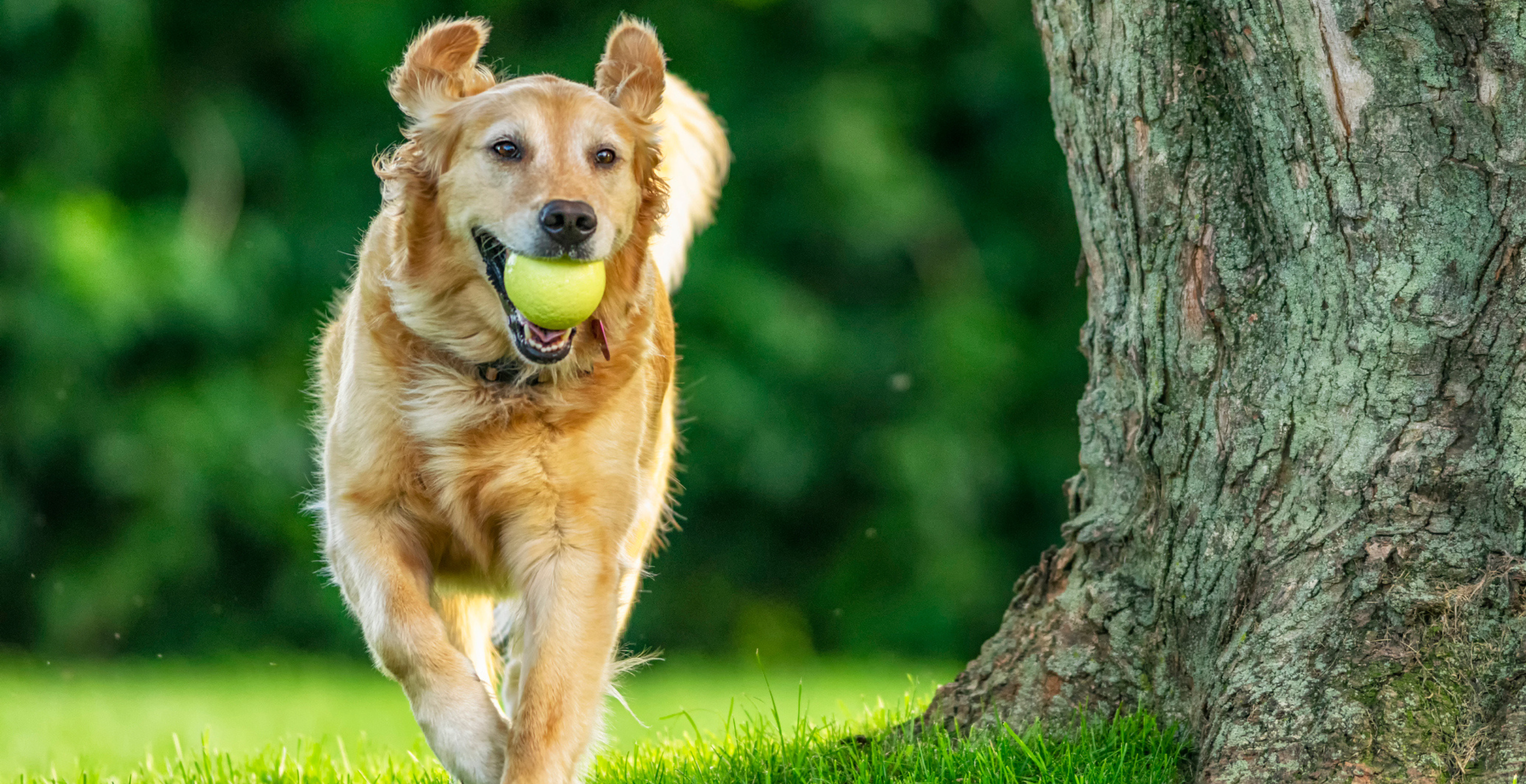 Golden retriever runs with a tennis ball
